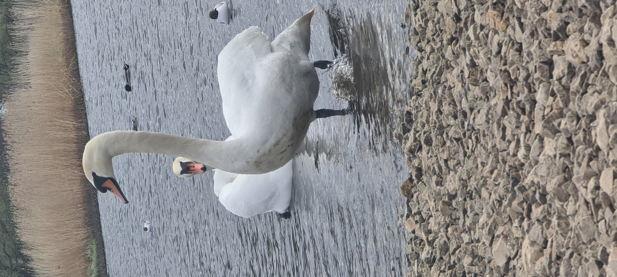 Person feeds swans along Riga waterfront under cloudy skies