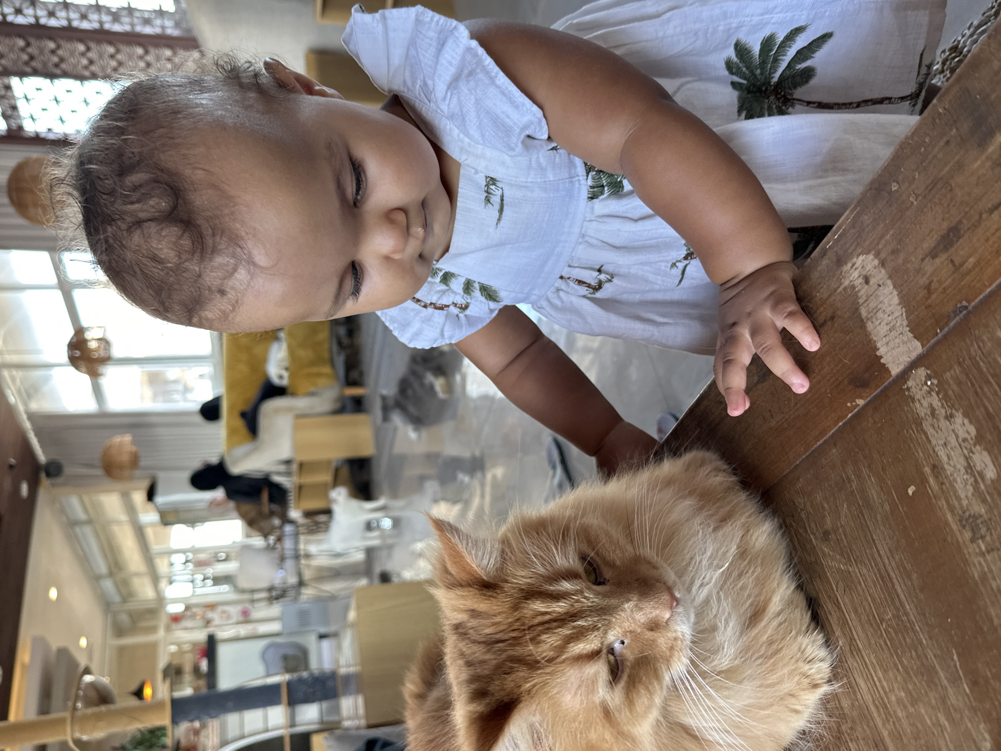 Morning at a Denpasar cat cafe with a roaming baby