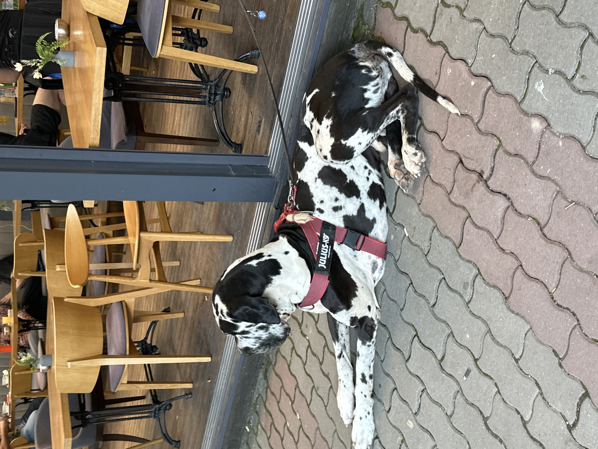 Great Dane rests on walkway in Veliko Tarnovo