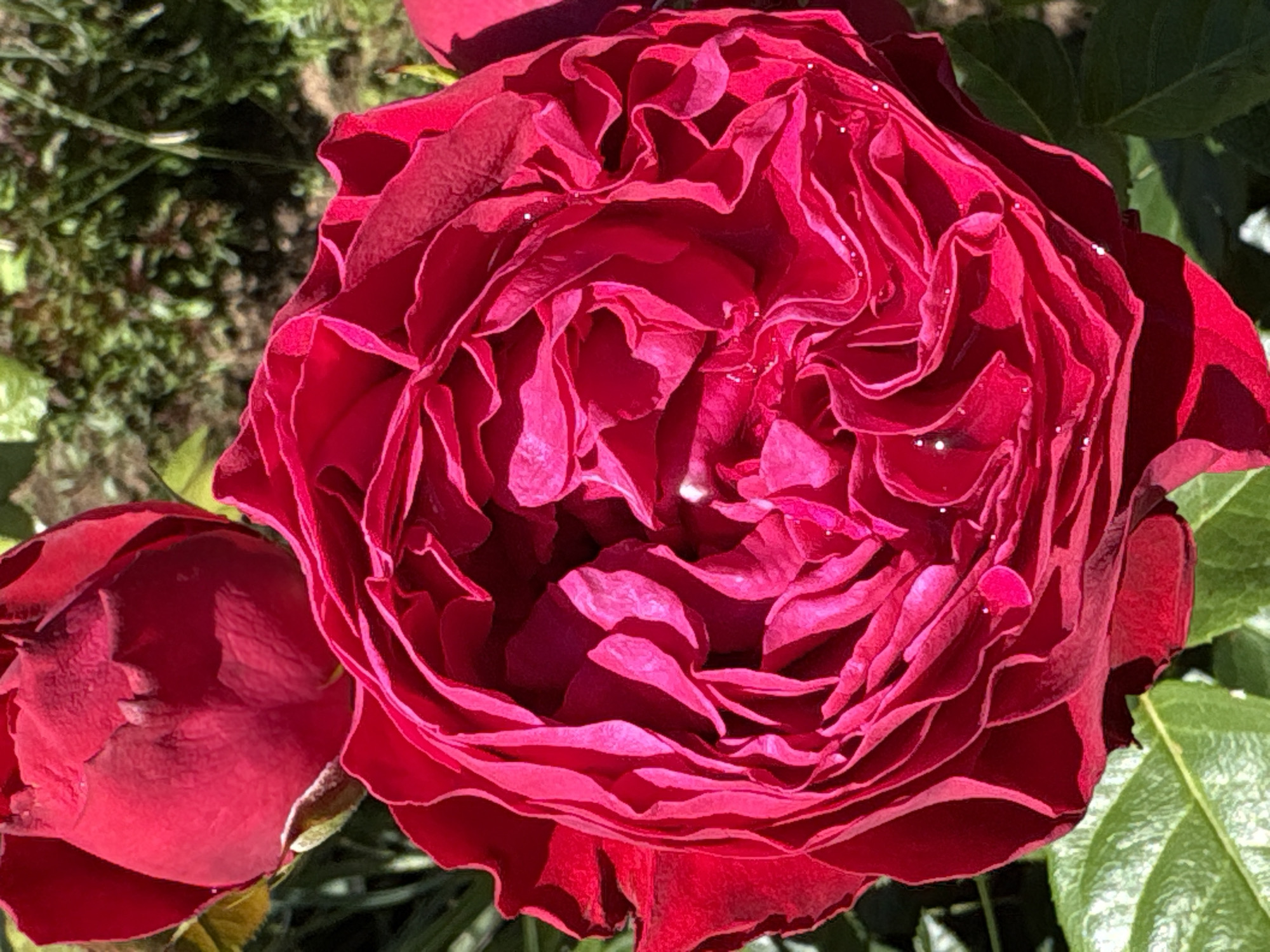 Morning garden photography: roses, wildflowers, and a few surprises