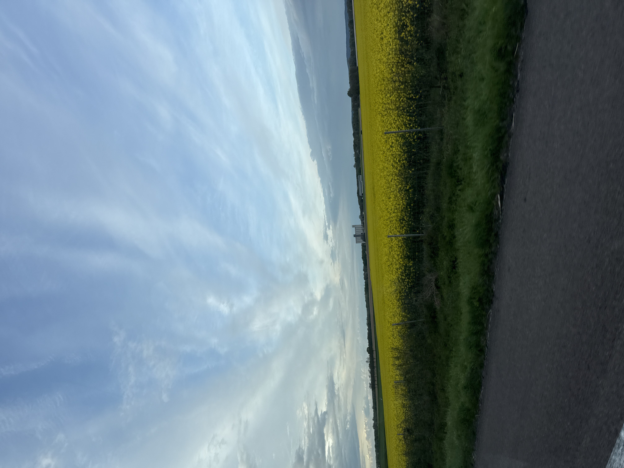 Yellow flower field blooms under blue skies in Val-de-Vesle