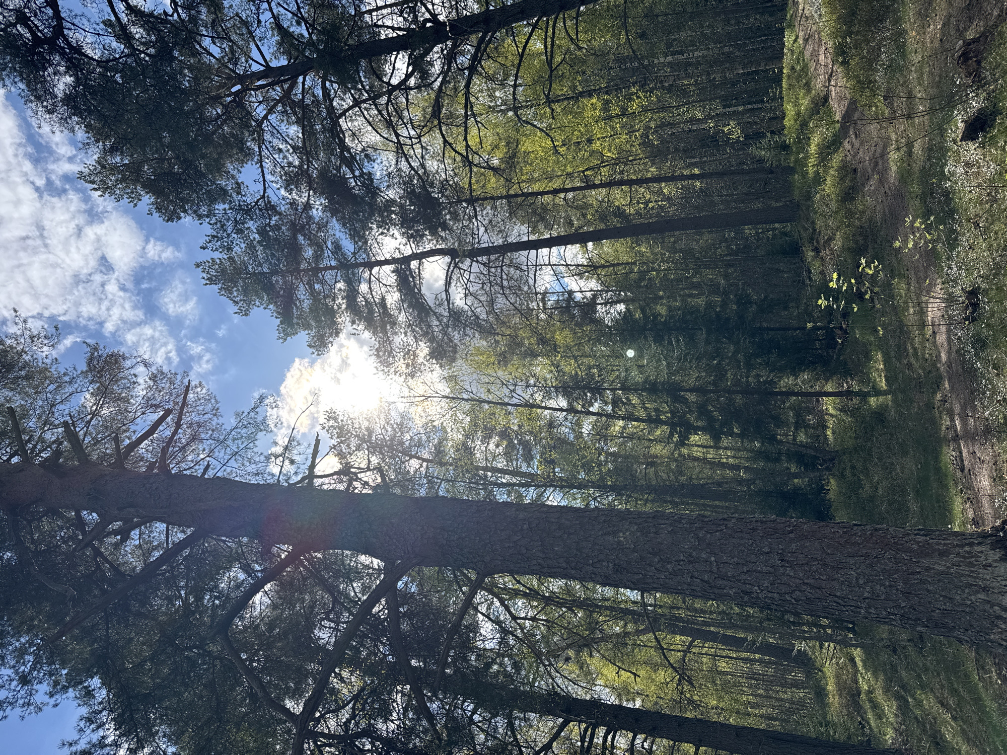 Forest sunlight captured through trees in Steklyannyi, Russia
