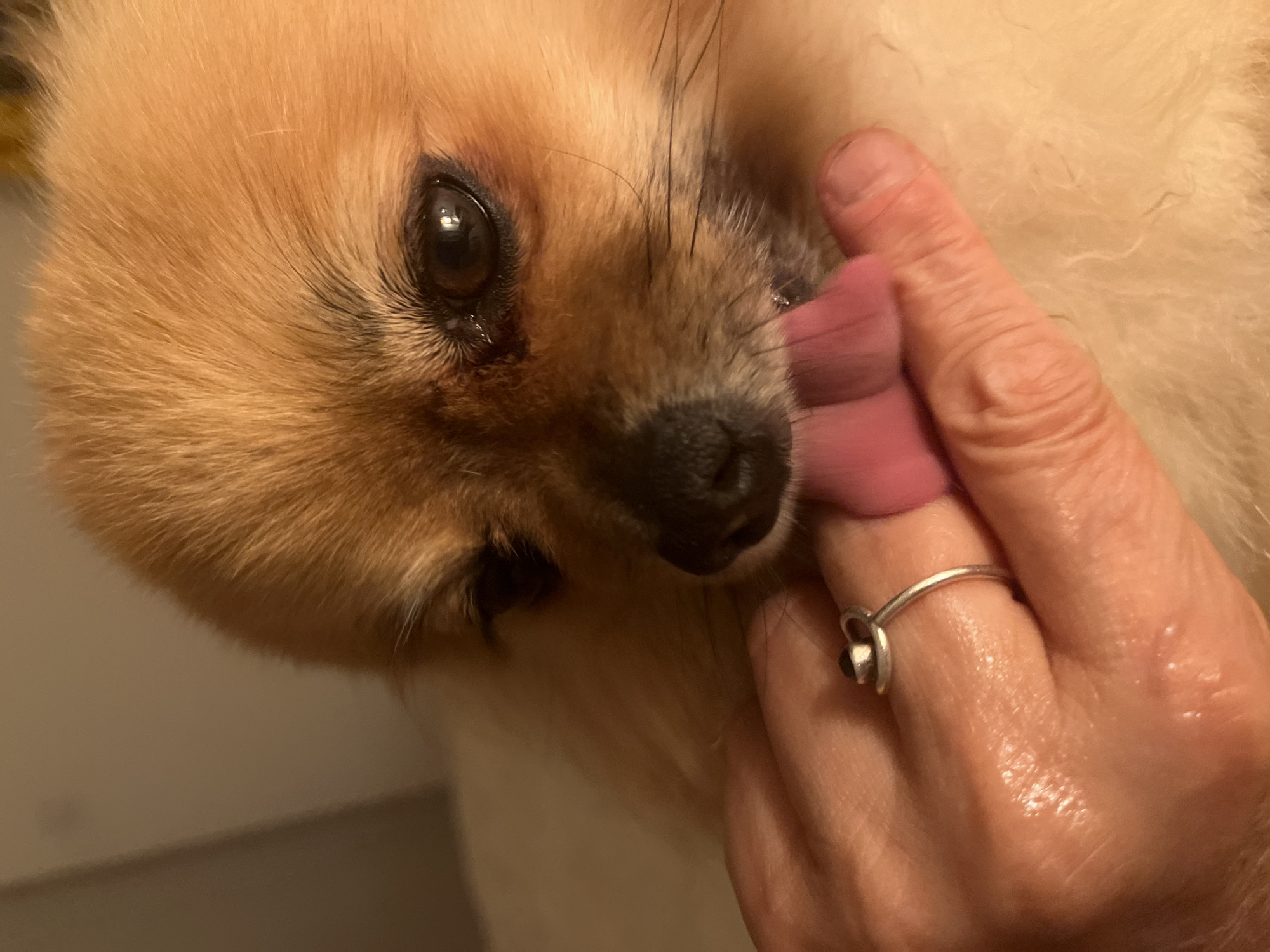 Dog licks owner's ringed finger in French commune