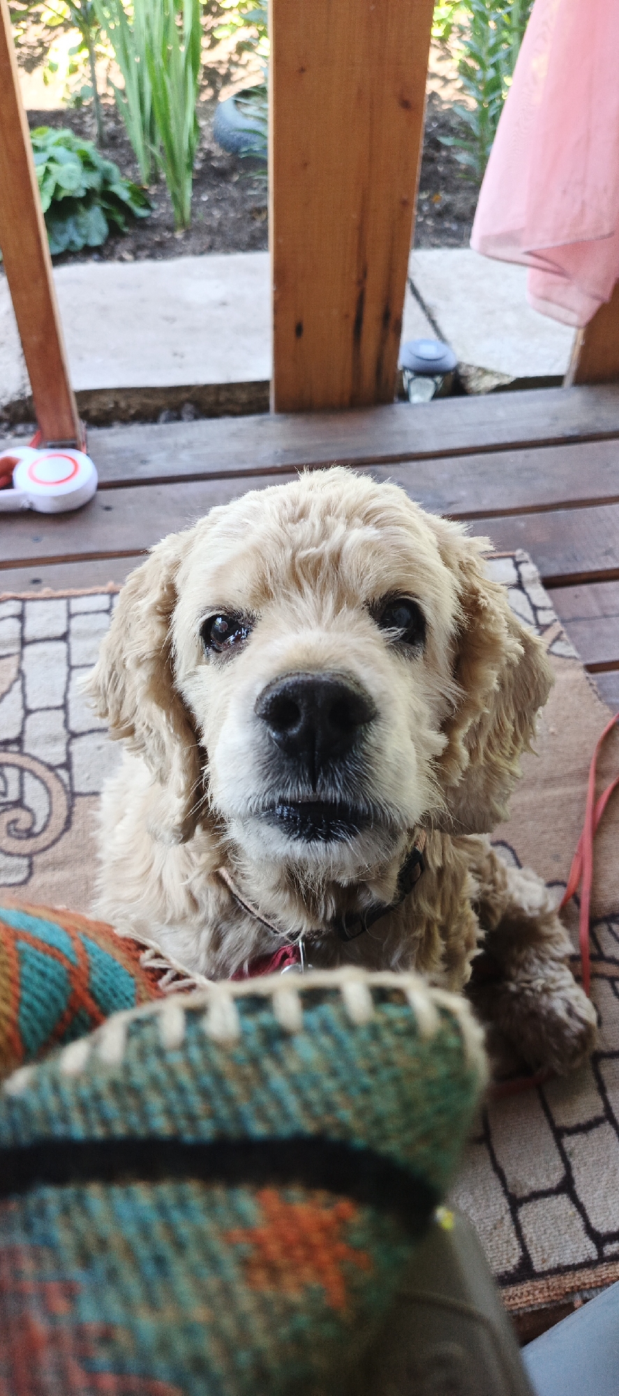 Summer day at a Chaikovsky dacha: dog, garden, and selfies