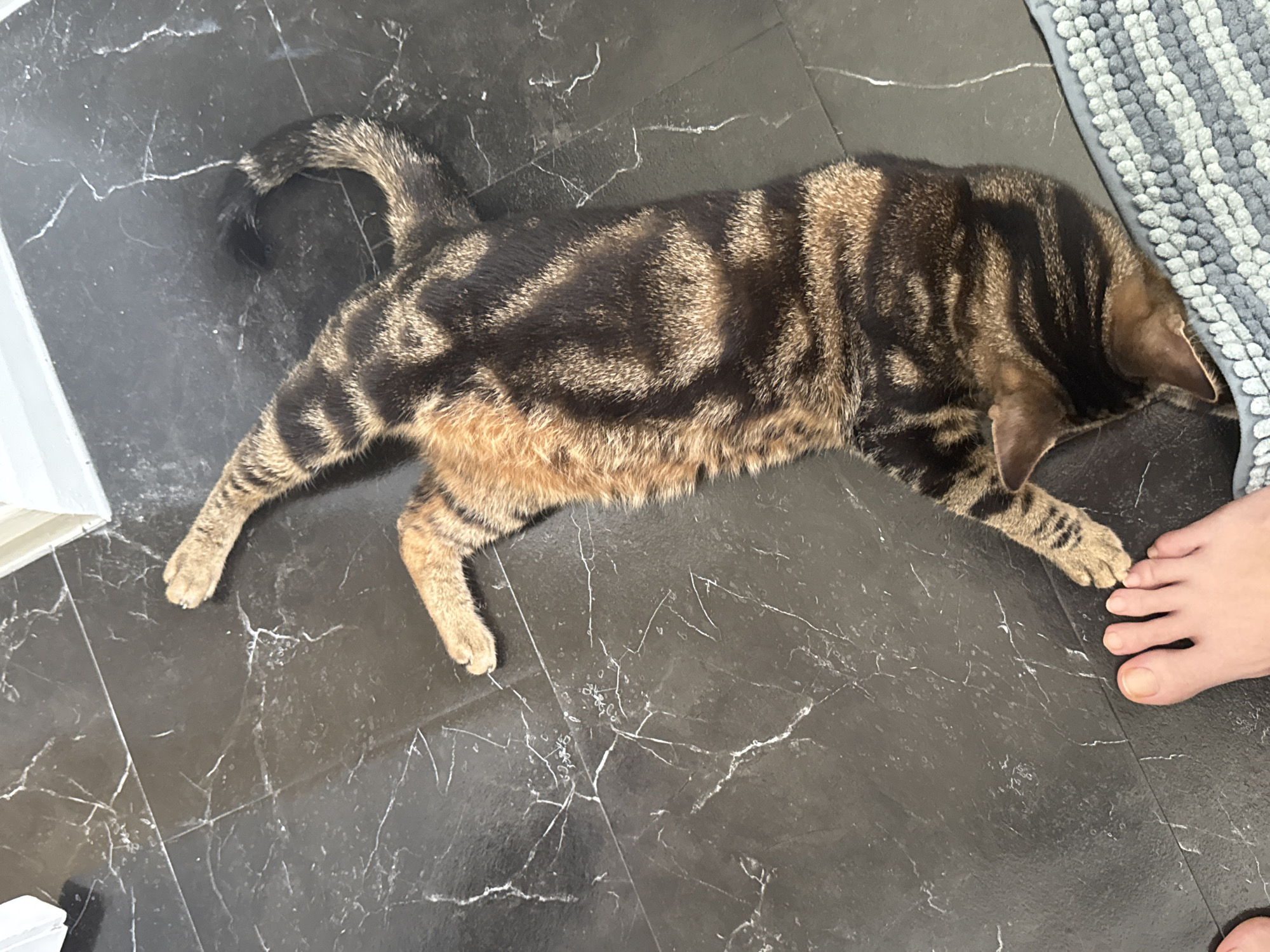 Tabby cat rests on floor, receives gentle human touch