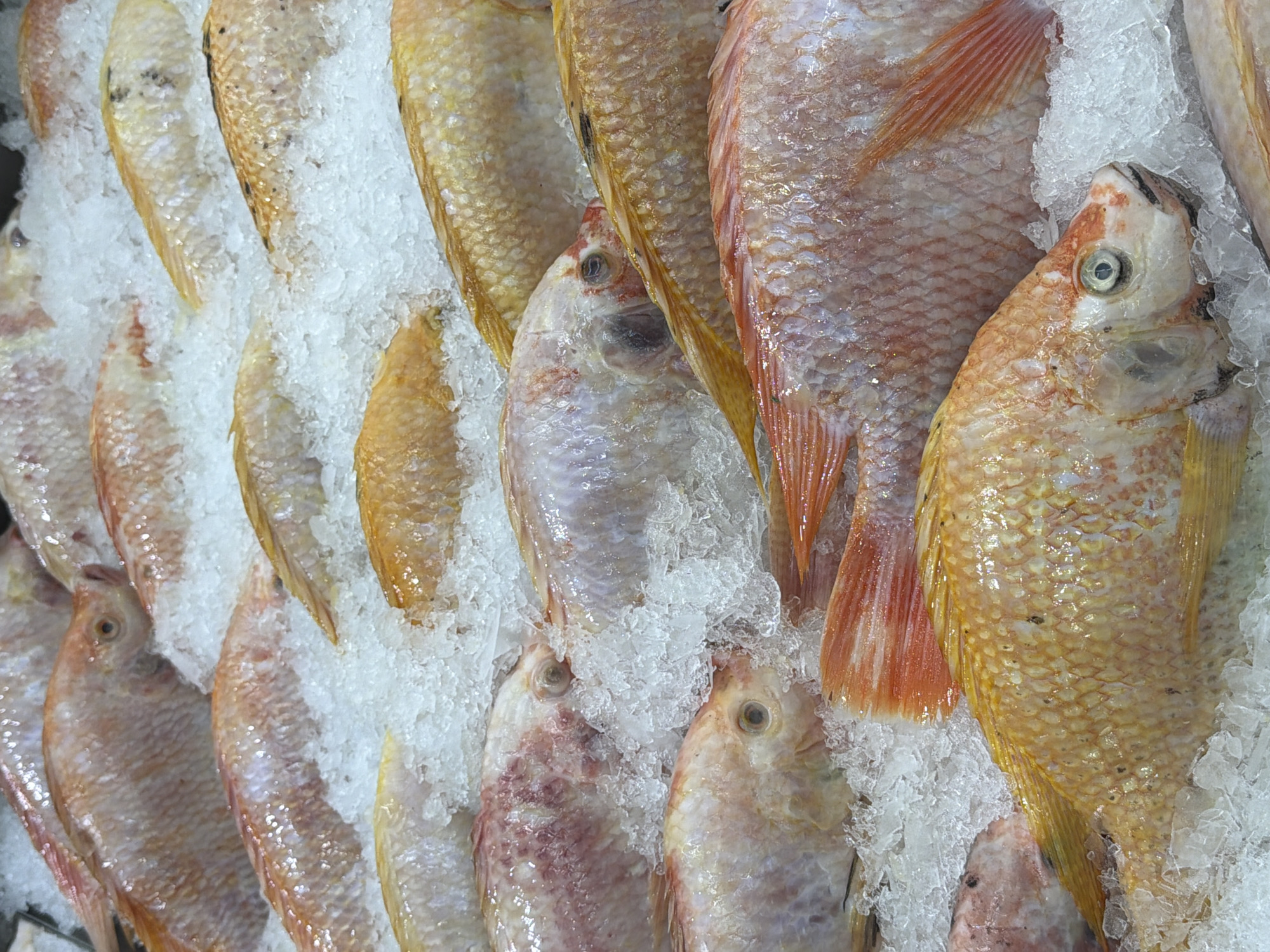 Shopper documents grocery store dessert and seafood sections