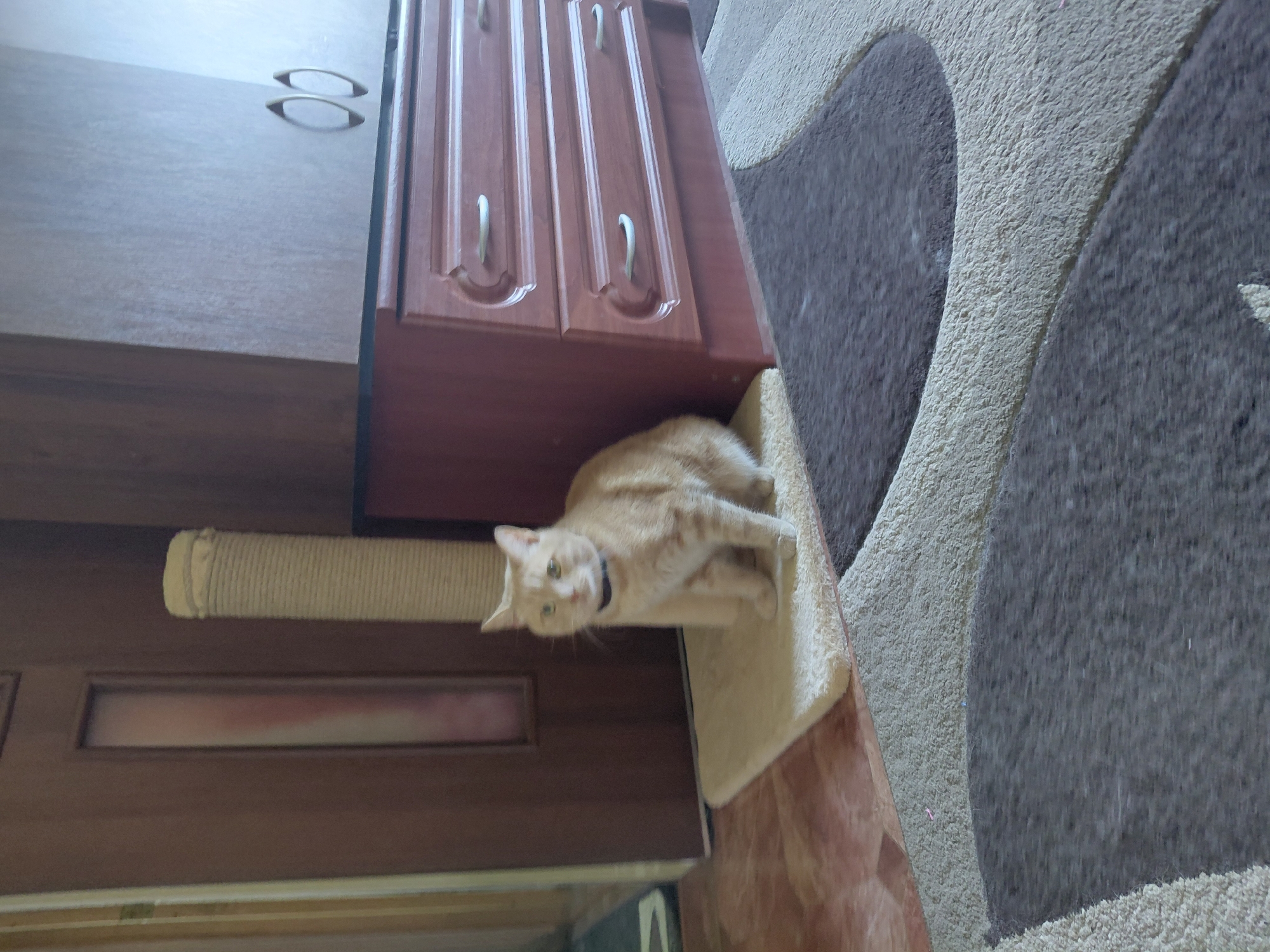 Home pets — cats and a cockatiel — going about their day