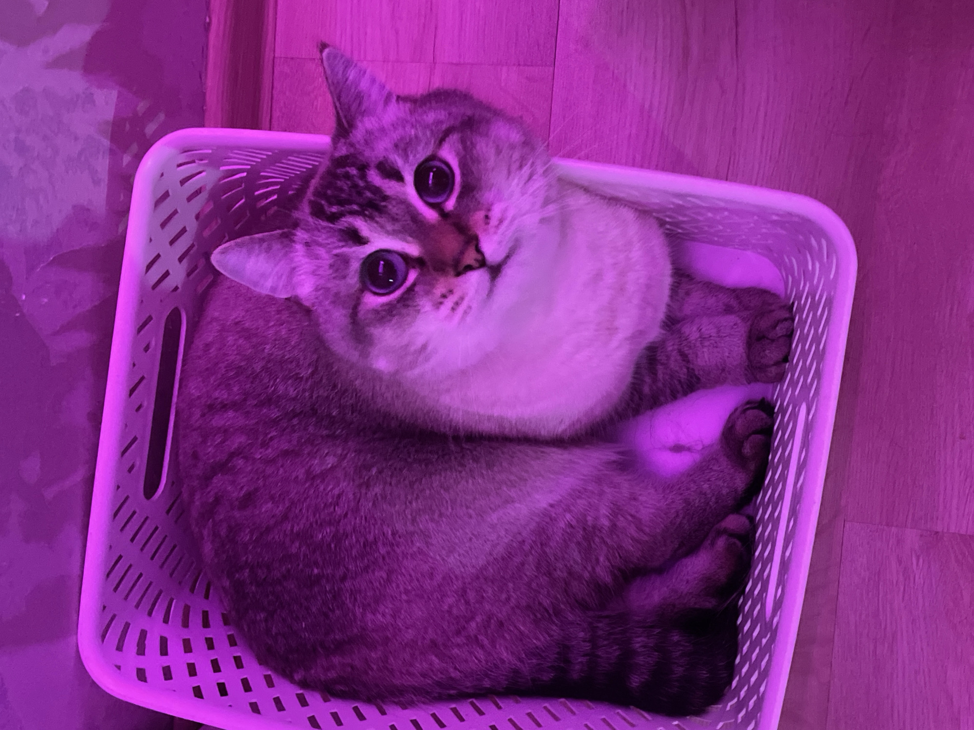 Pets rest under purple lighting in Votkinsk home