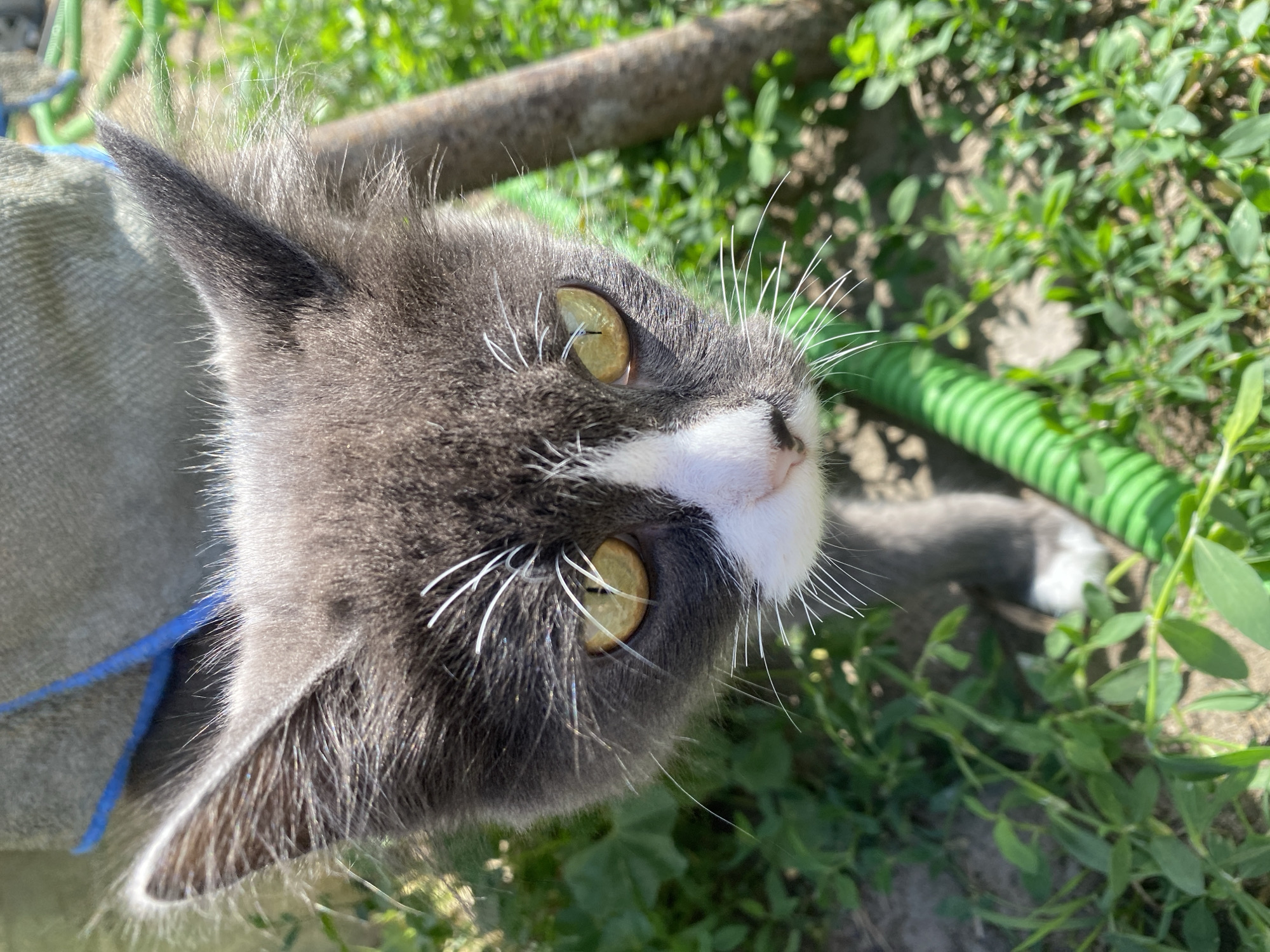 Kitten close-up and rural path in Mamontovo, Russia