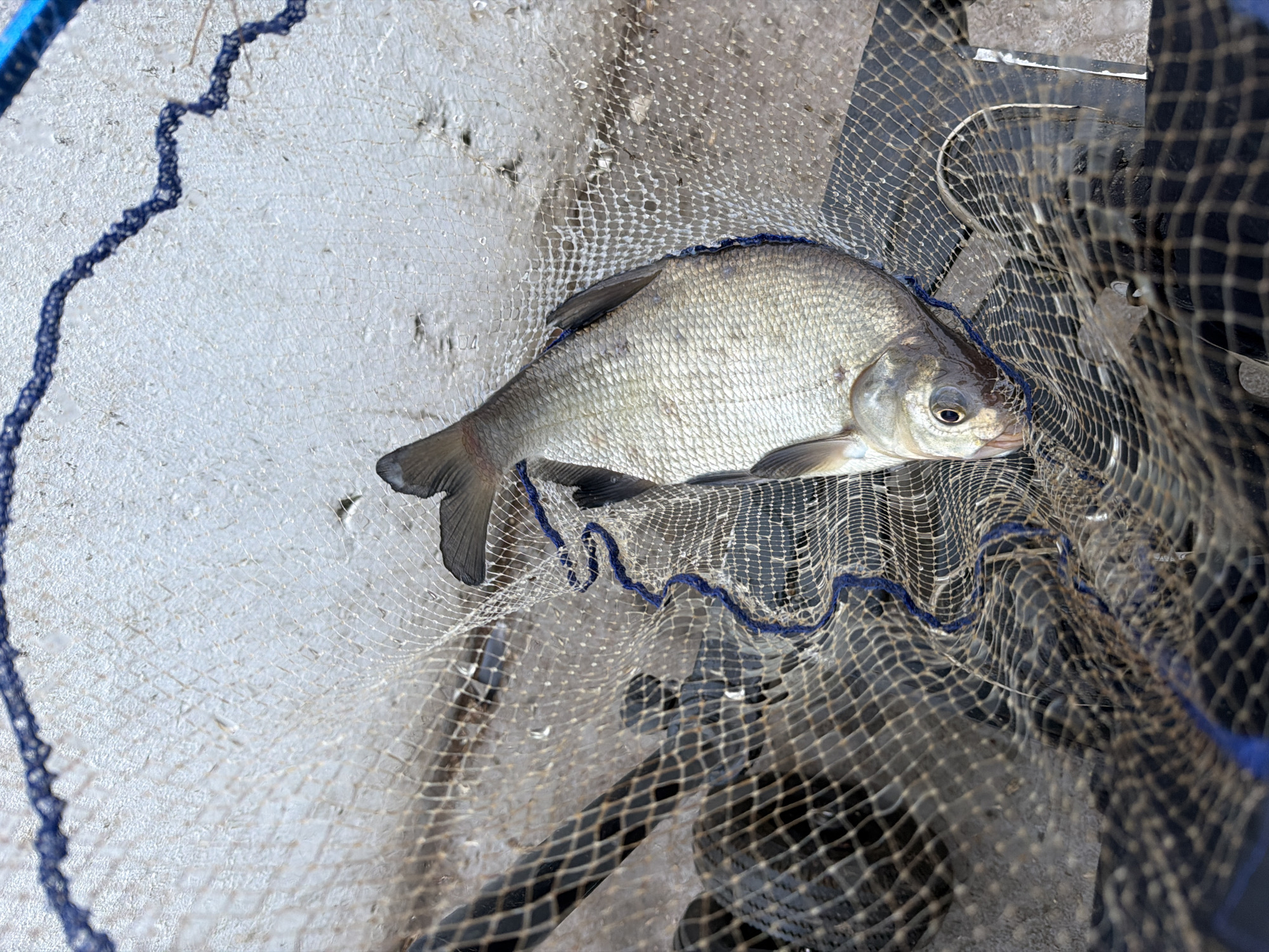 Angler catches bream during early morning fishing in Chaikovsky