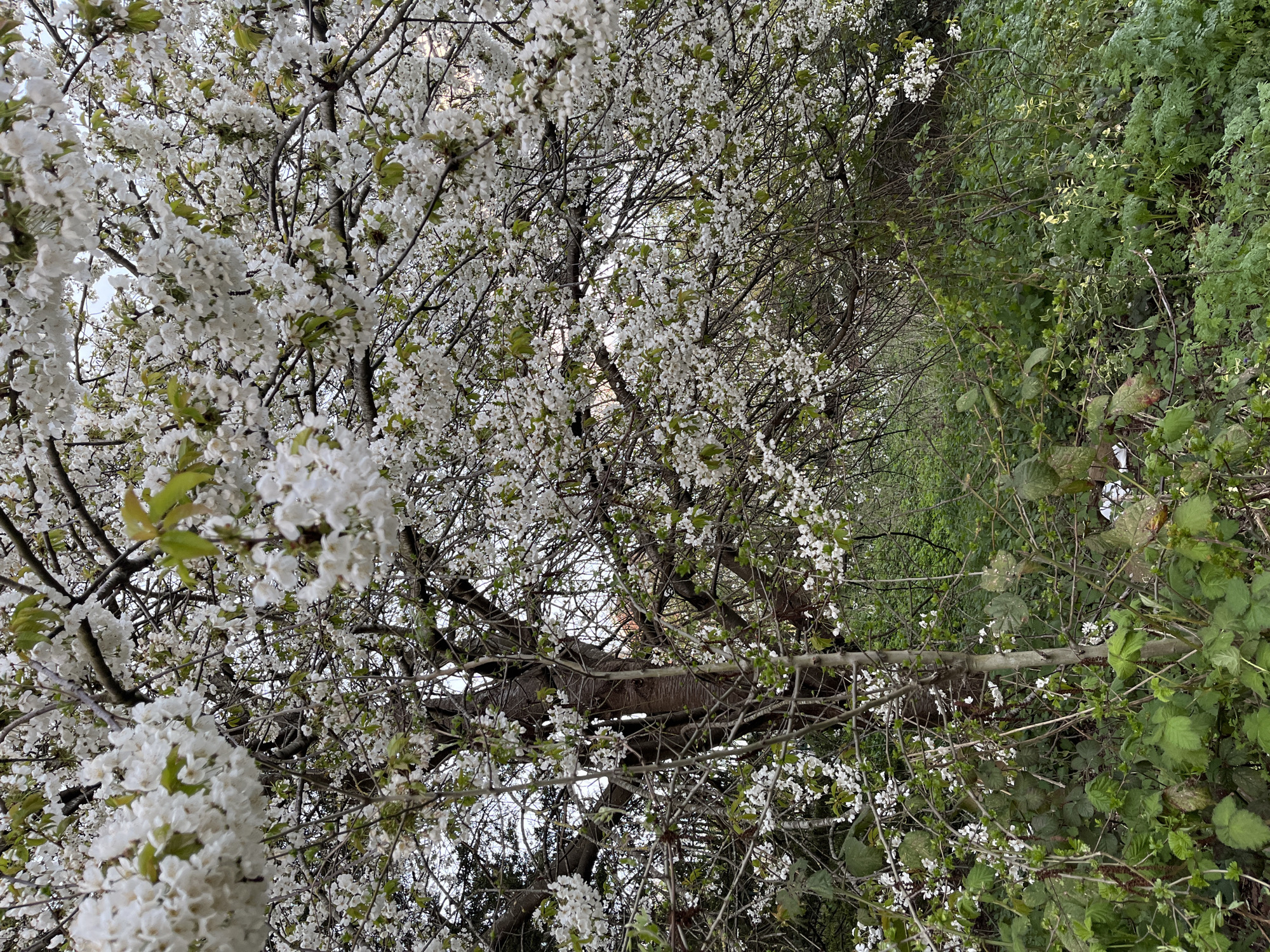 Spring blooms documented in urban setting