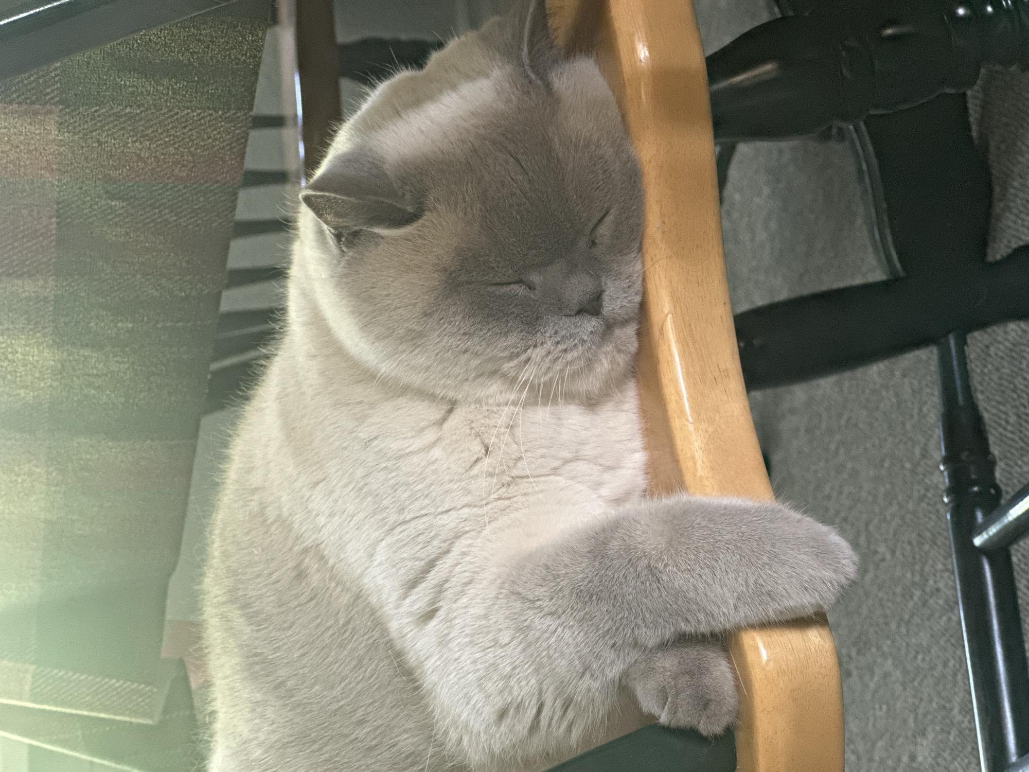 Grey cat sleeps peacefully against wooden chair in Coquitlam