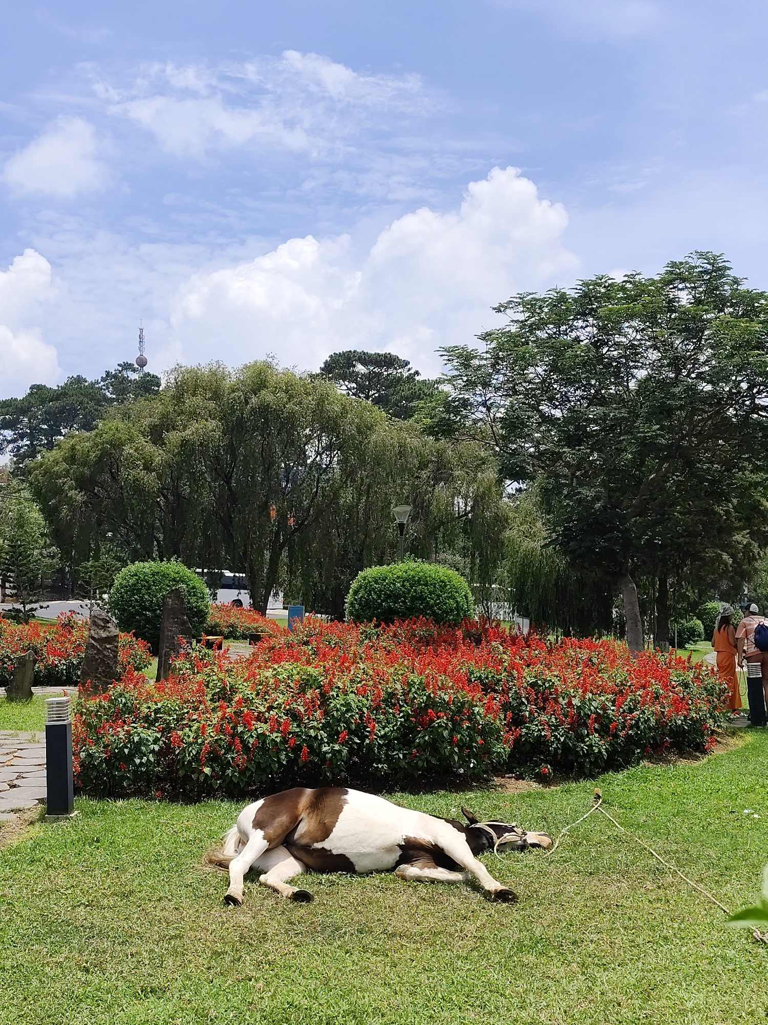 Morning scenes captured around Da Lat park and lake area