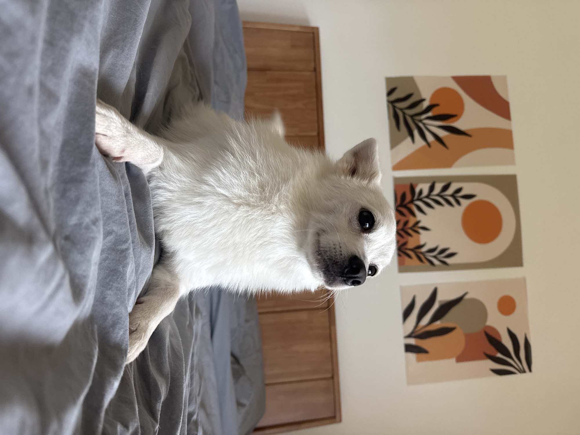 Pets relaxing indoors in a Karon guesthouse or apartment