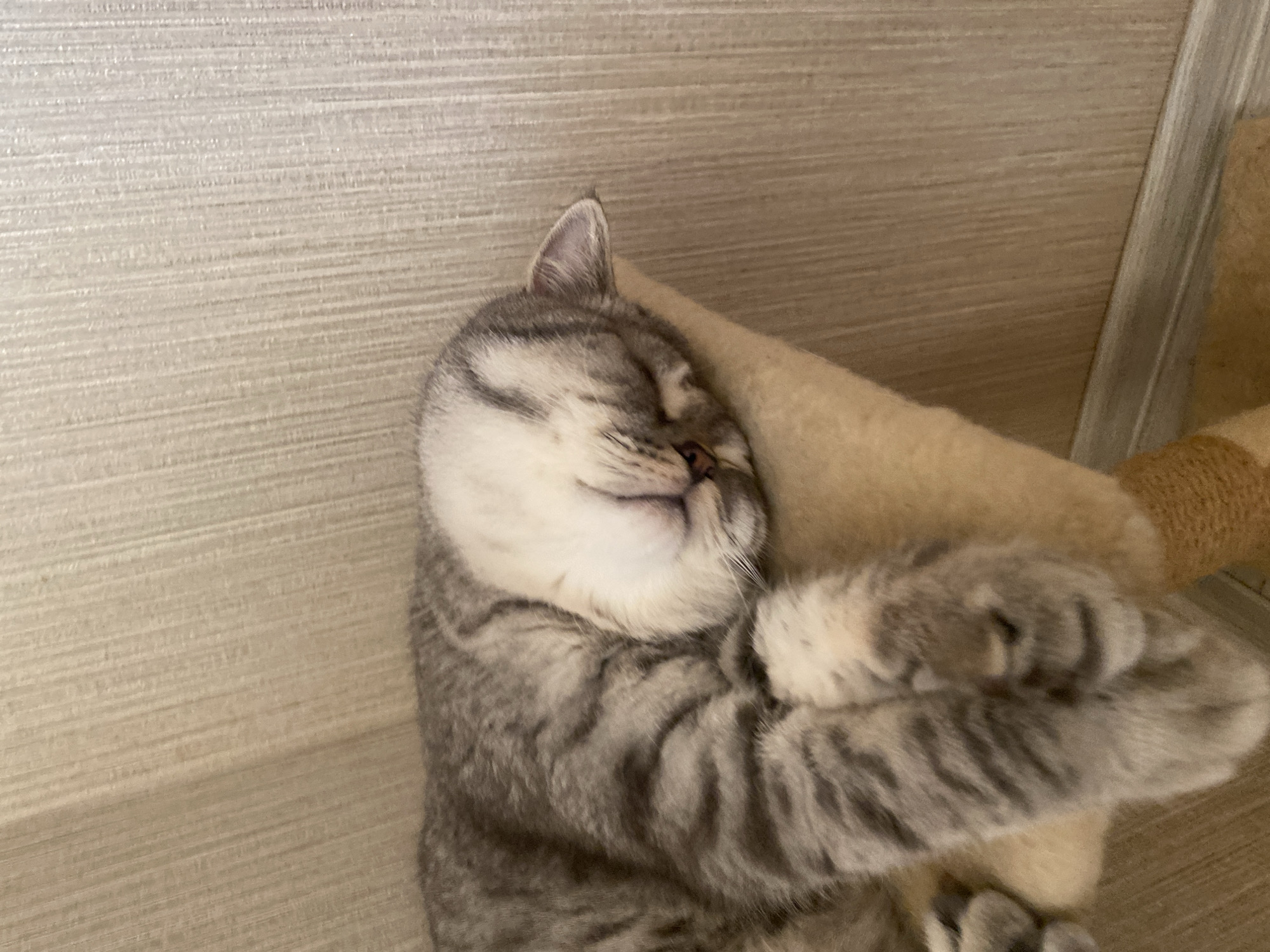 Two cats nap and lounge through a quiet morning in rural Ukraine