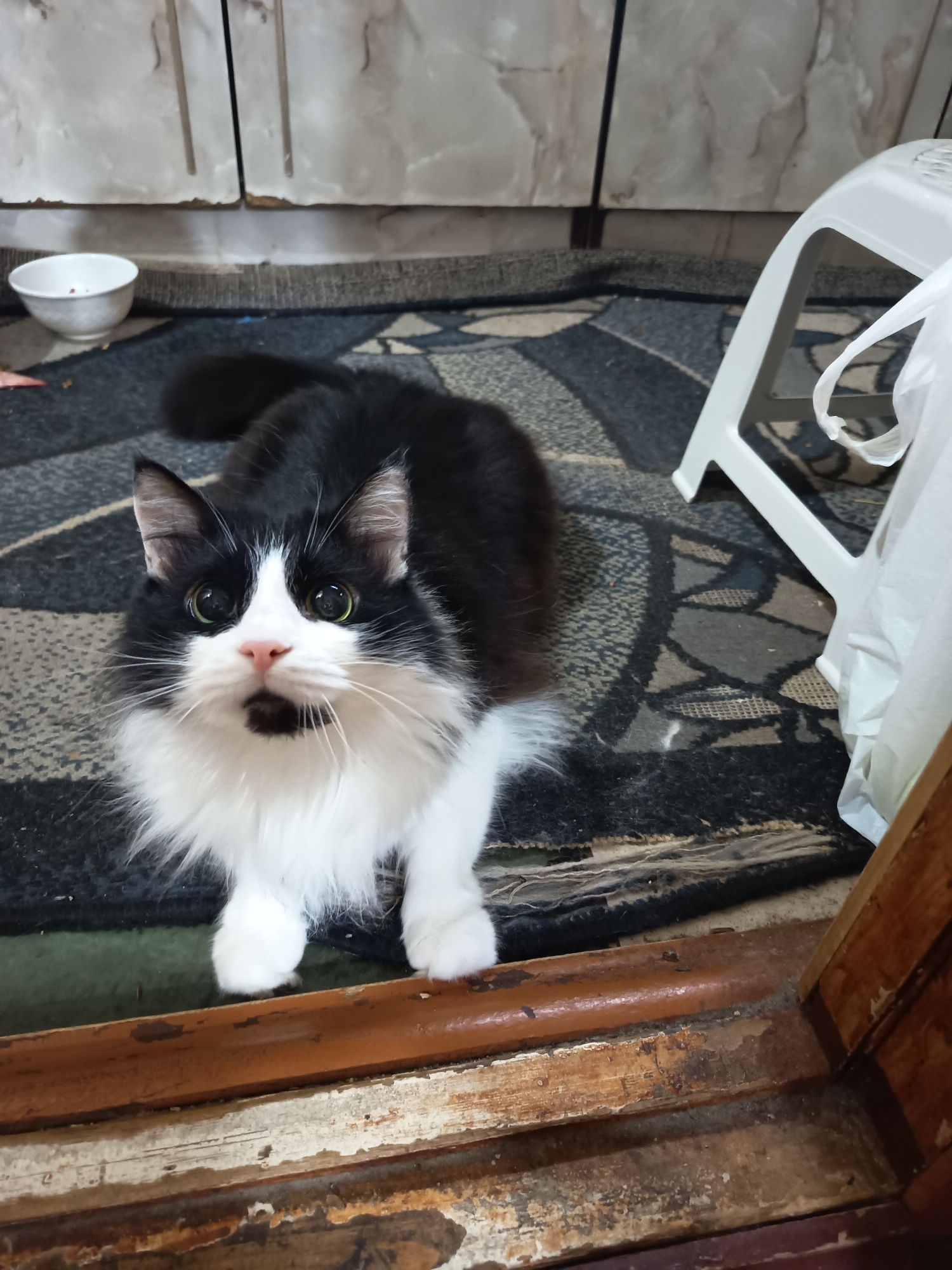 Fluffy black and white cat lounging around a Tiraspol apartment