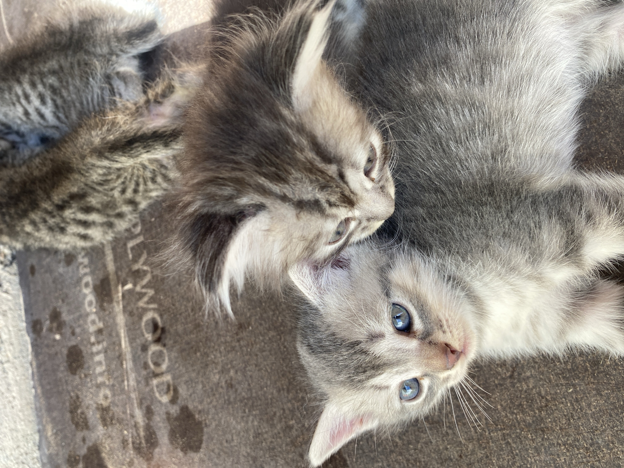 Tabby kittens at rest in Baykonys, with glimpses of sky and orchard