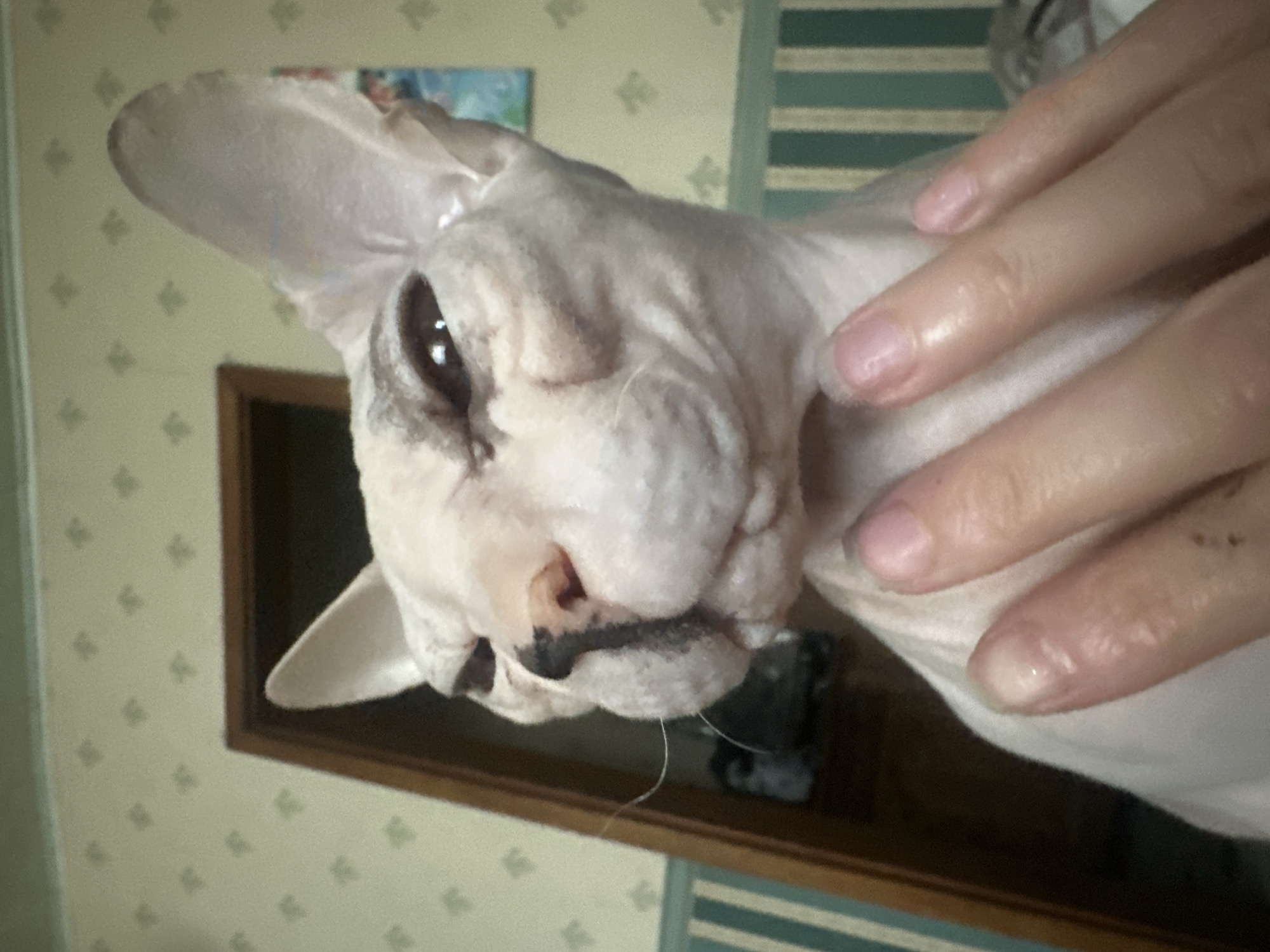 Close-up Sphynx cat portraits shot indoors in Togliatti