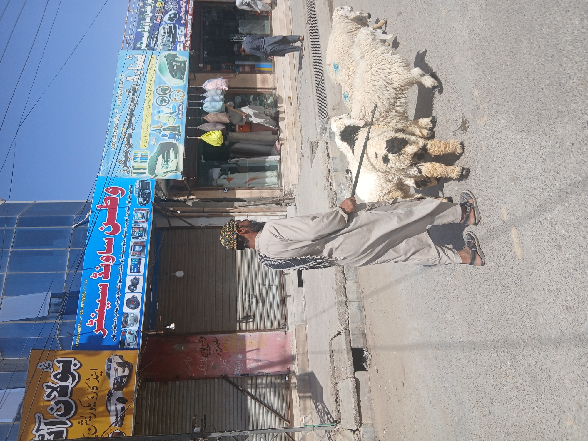 Man walks sheep through morning streets in Quetta, Pakistan