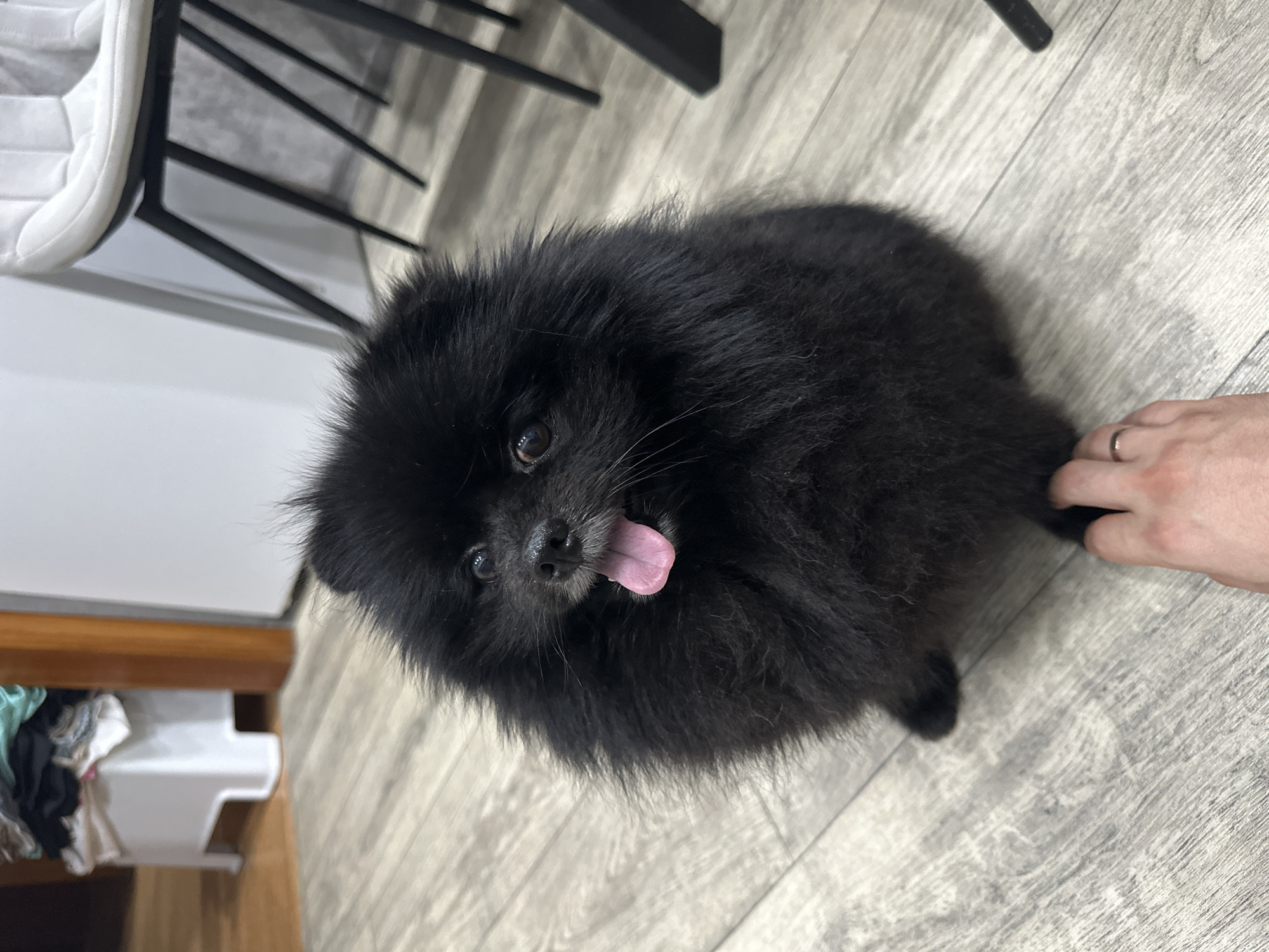 Black Pomeranian at home in Petropavl, plus a toy garage