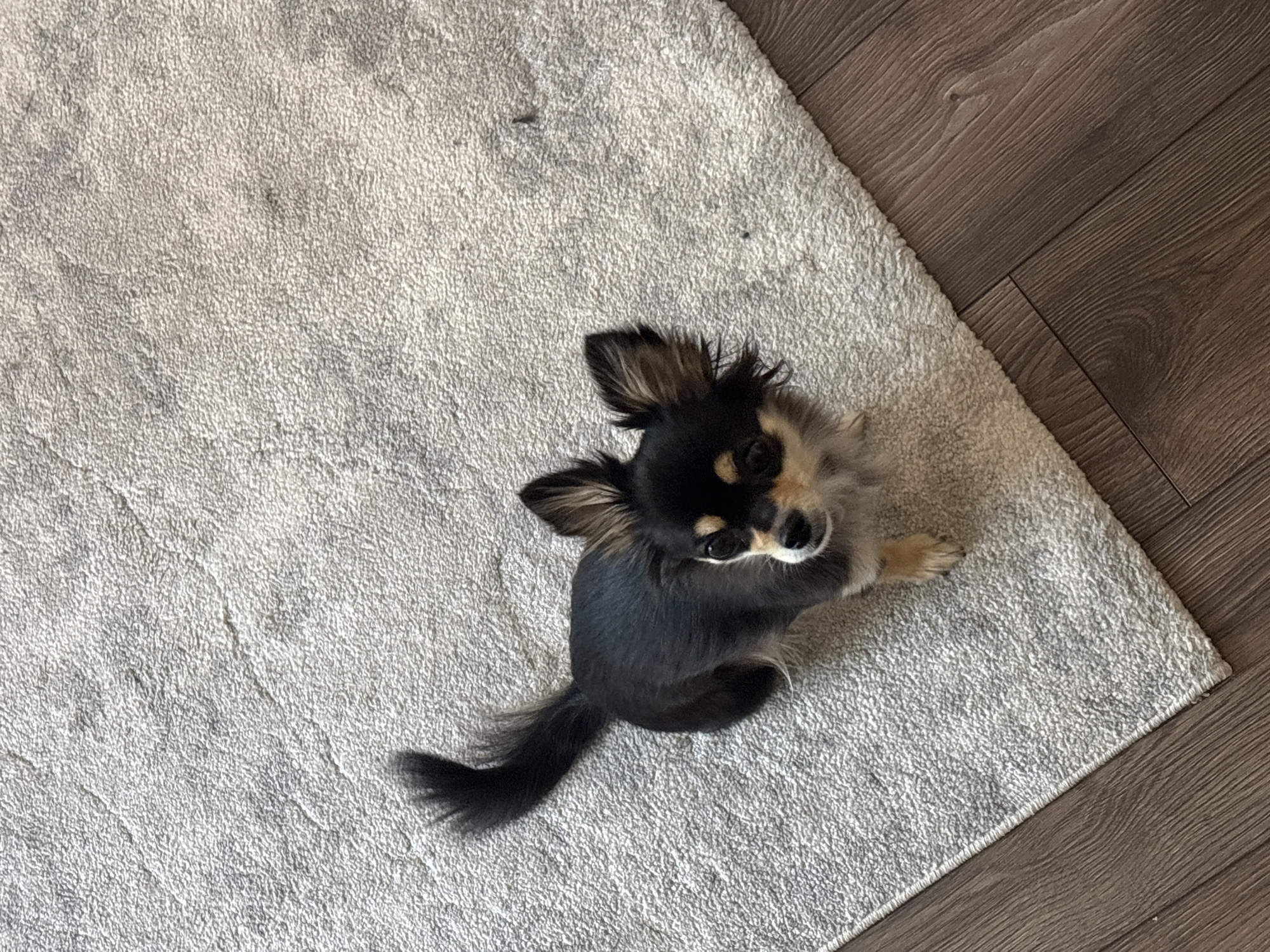 Cozy morning at home with a Chihuahua, plants, and plush toys