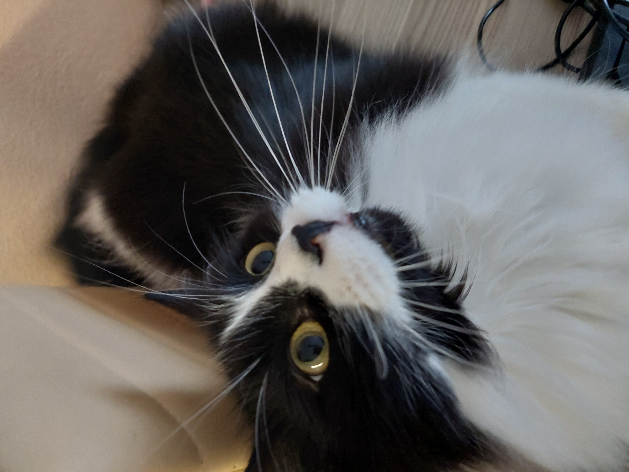 Cat documented throughout afternoon in Plovdiv home workspace