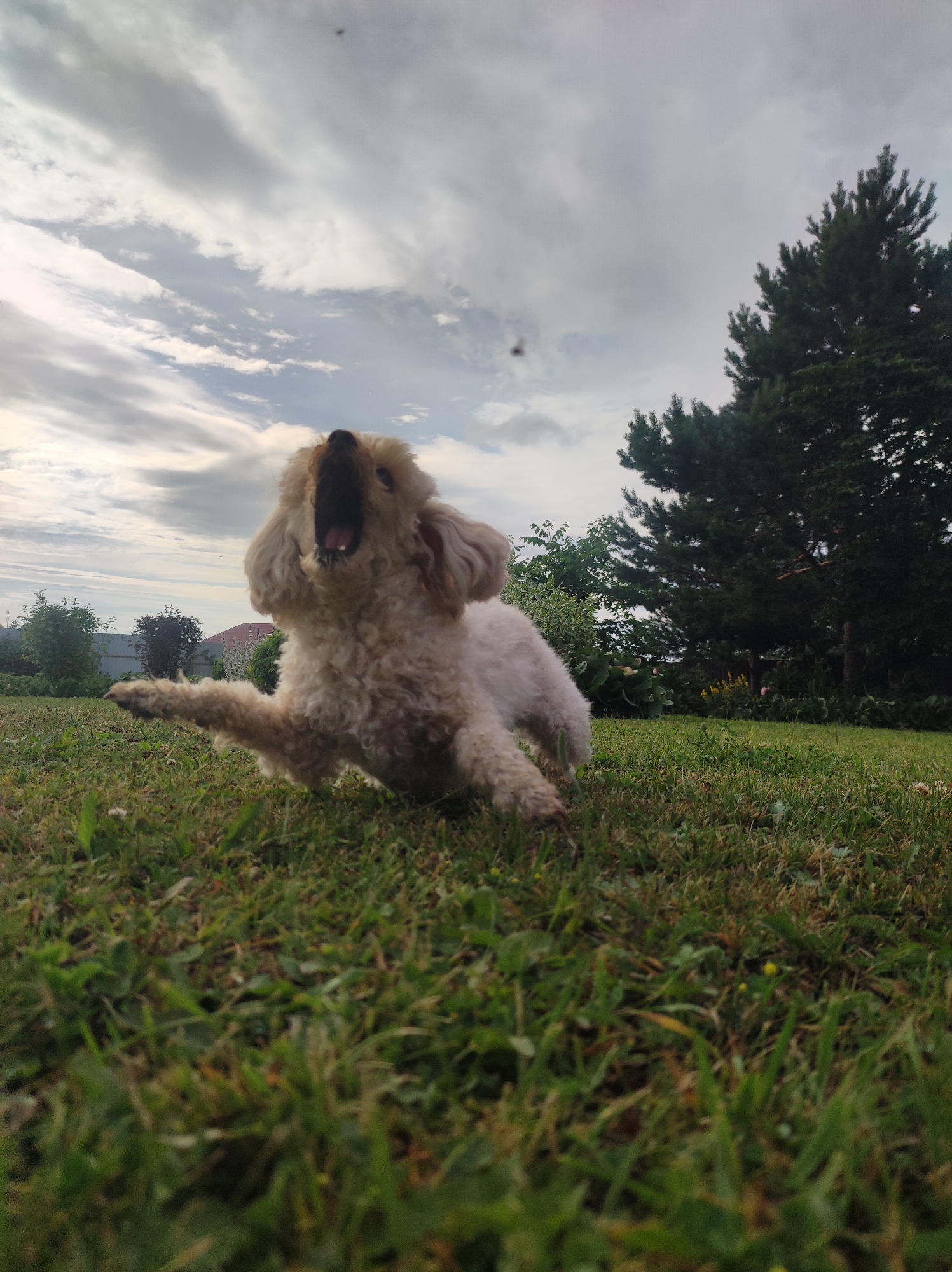 Poodle plays fetch while a child explores a backyard in Russia