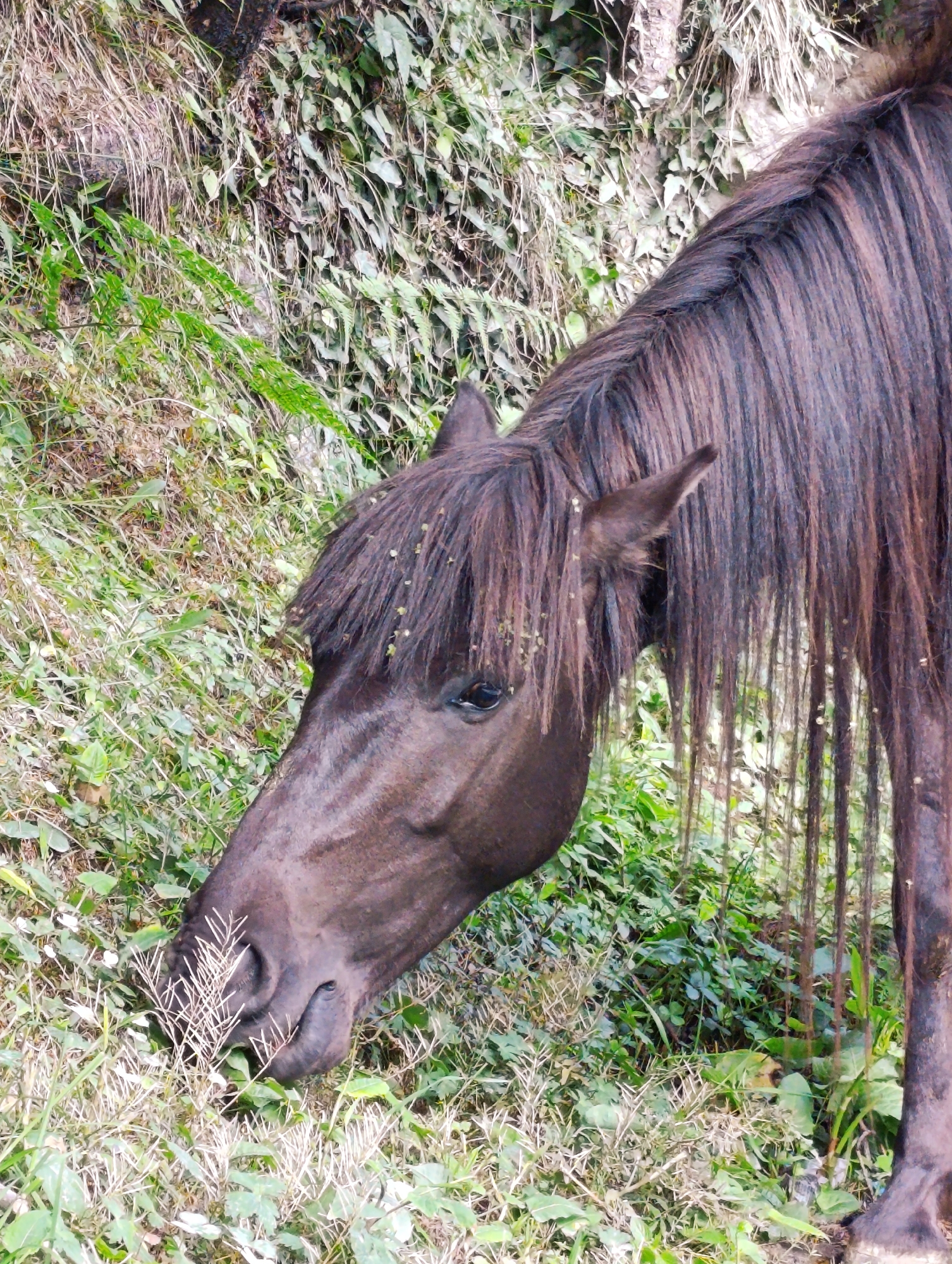 Dark brown horse roaming a paved road in Solang