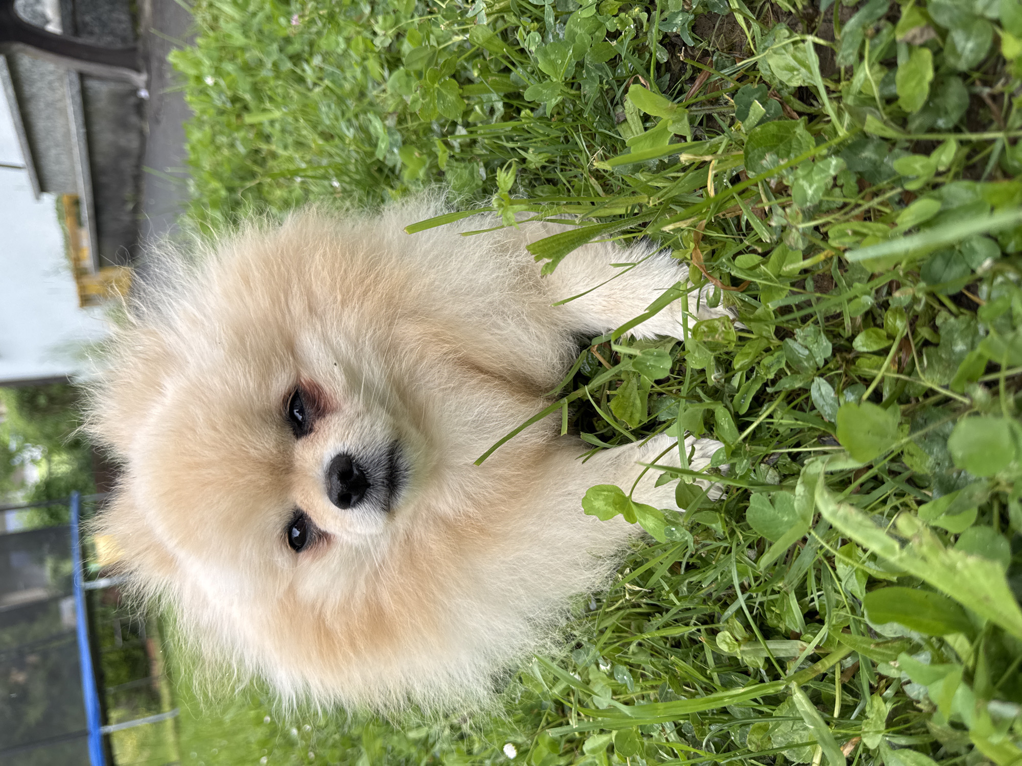 Pomeranian dog's morning routine captured in Bietigheim-Bissingen