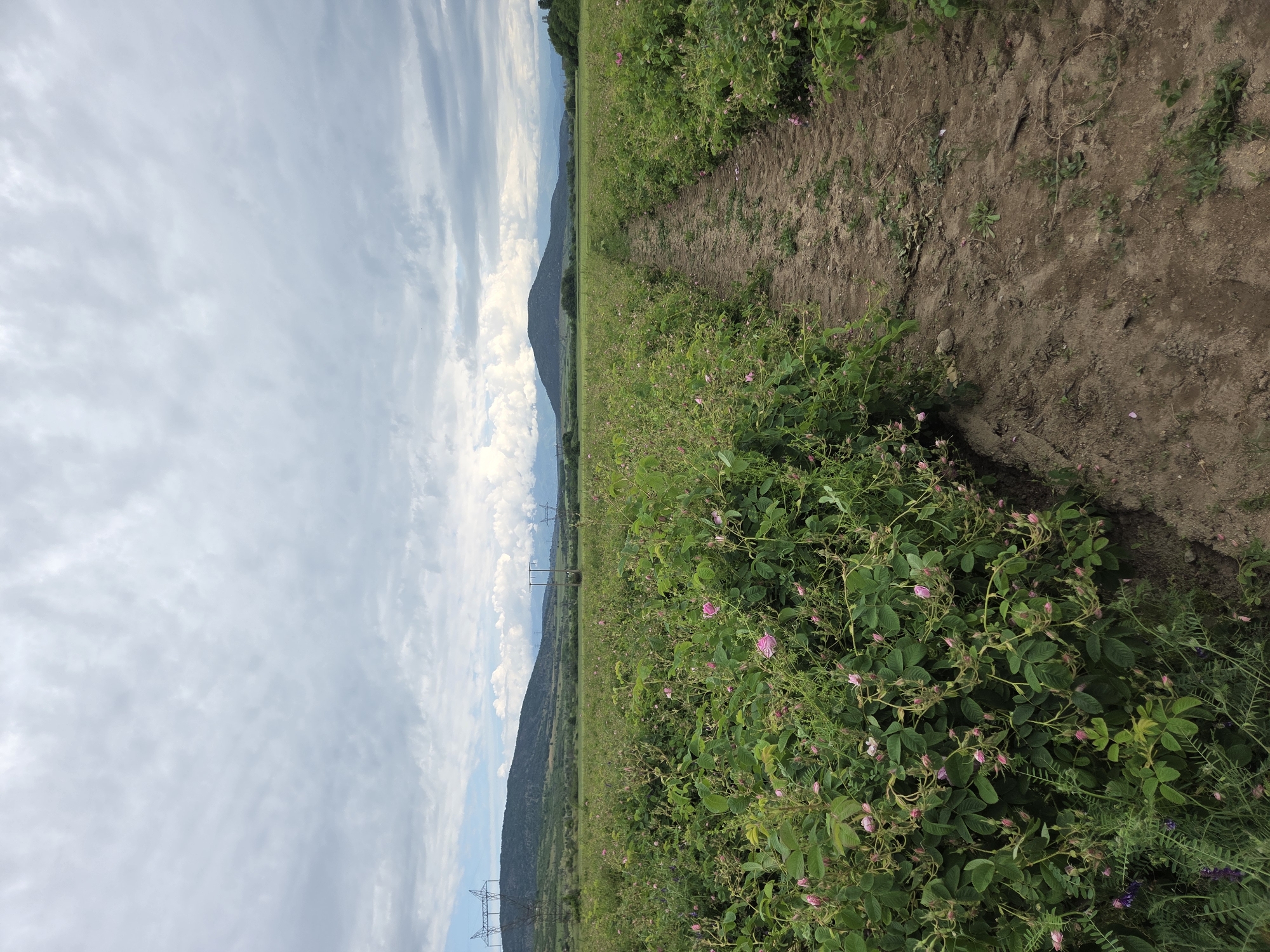 Rose field blooms observed in Ivan Vazovo, Bulgaria