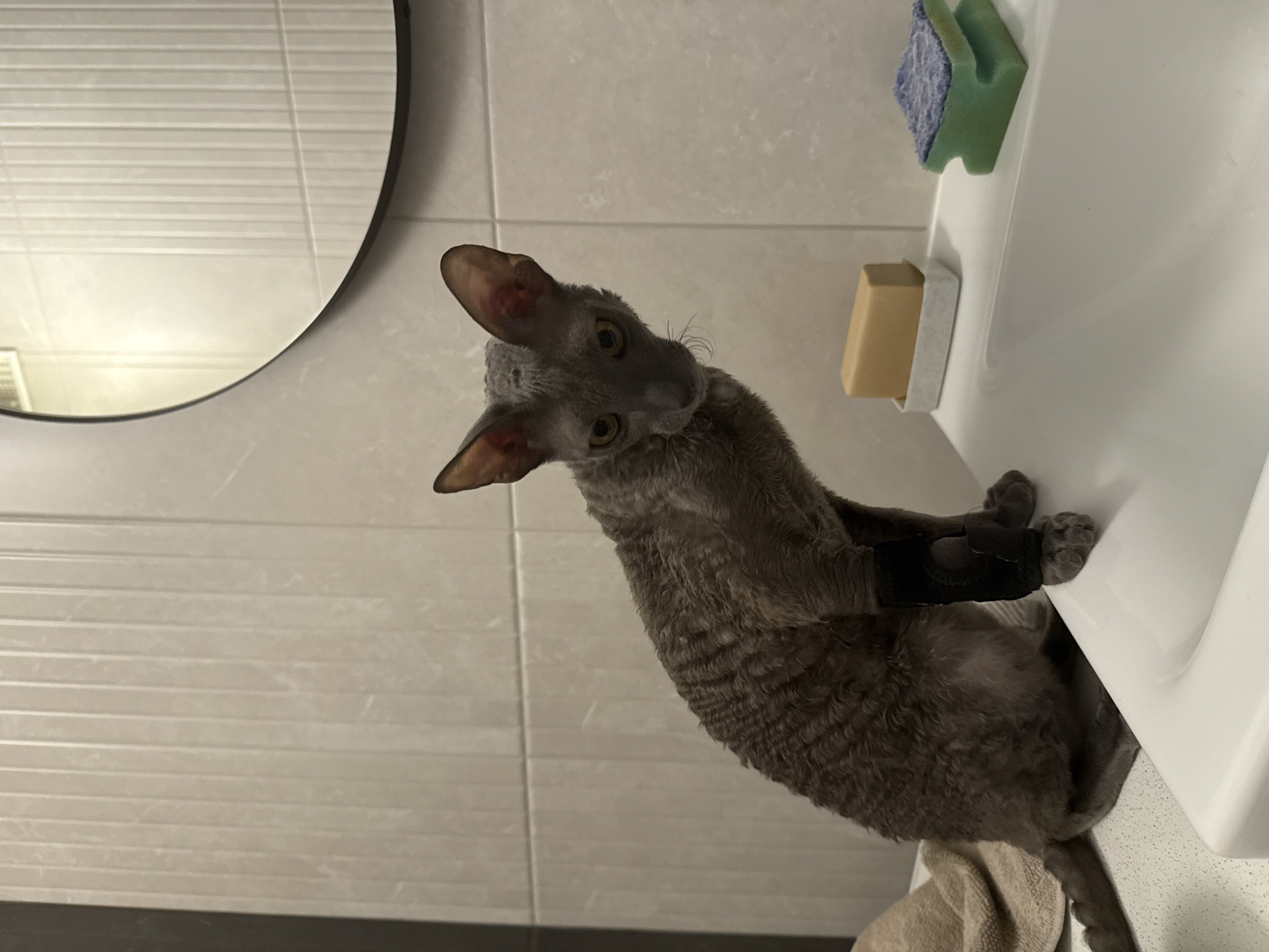 Injured Cornish Rex cat relaxes in Krasnoyarsk bathroom