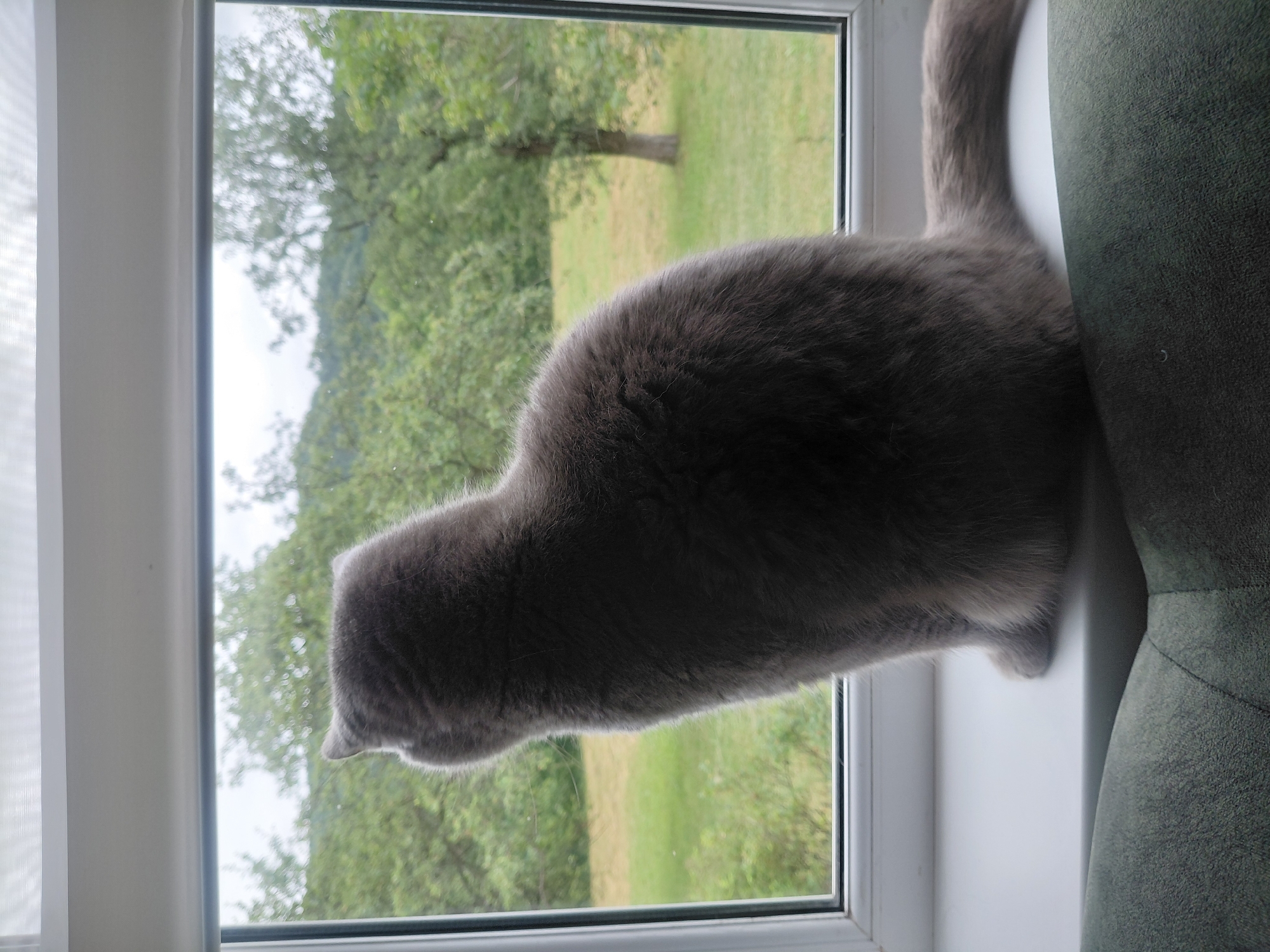 Gray cat on a windowsill, watching the world outside