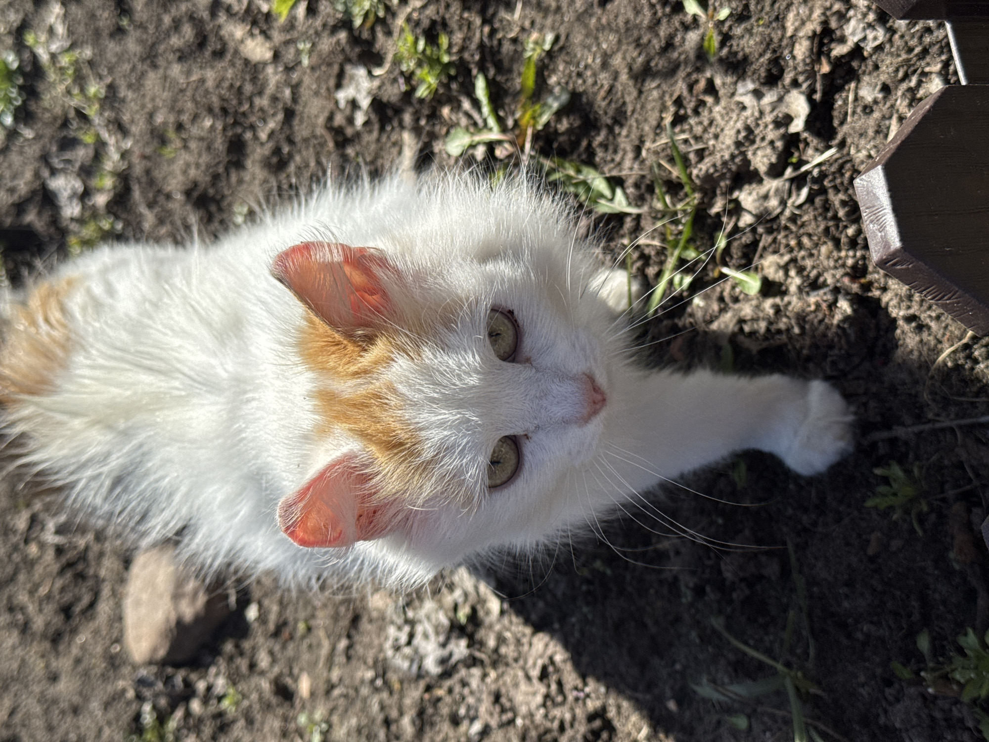 Spring Morning Life Documented in Rural Russian Village Раздолье