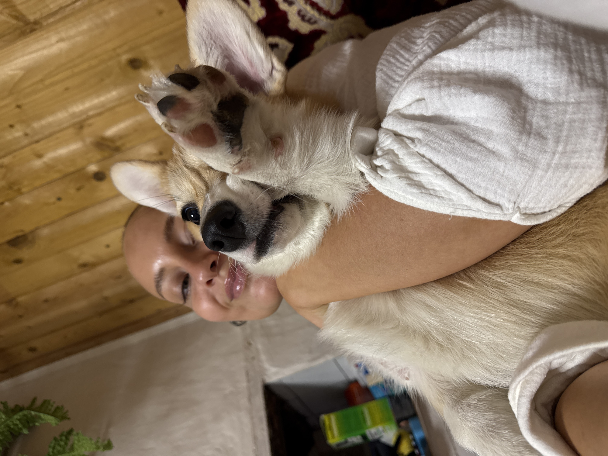Woman shares quiet moments with corgi puppy, cat in Russia