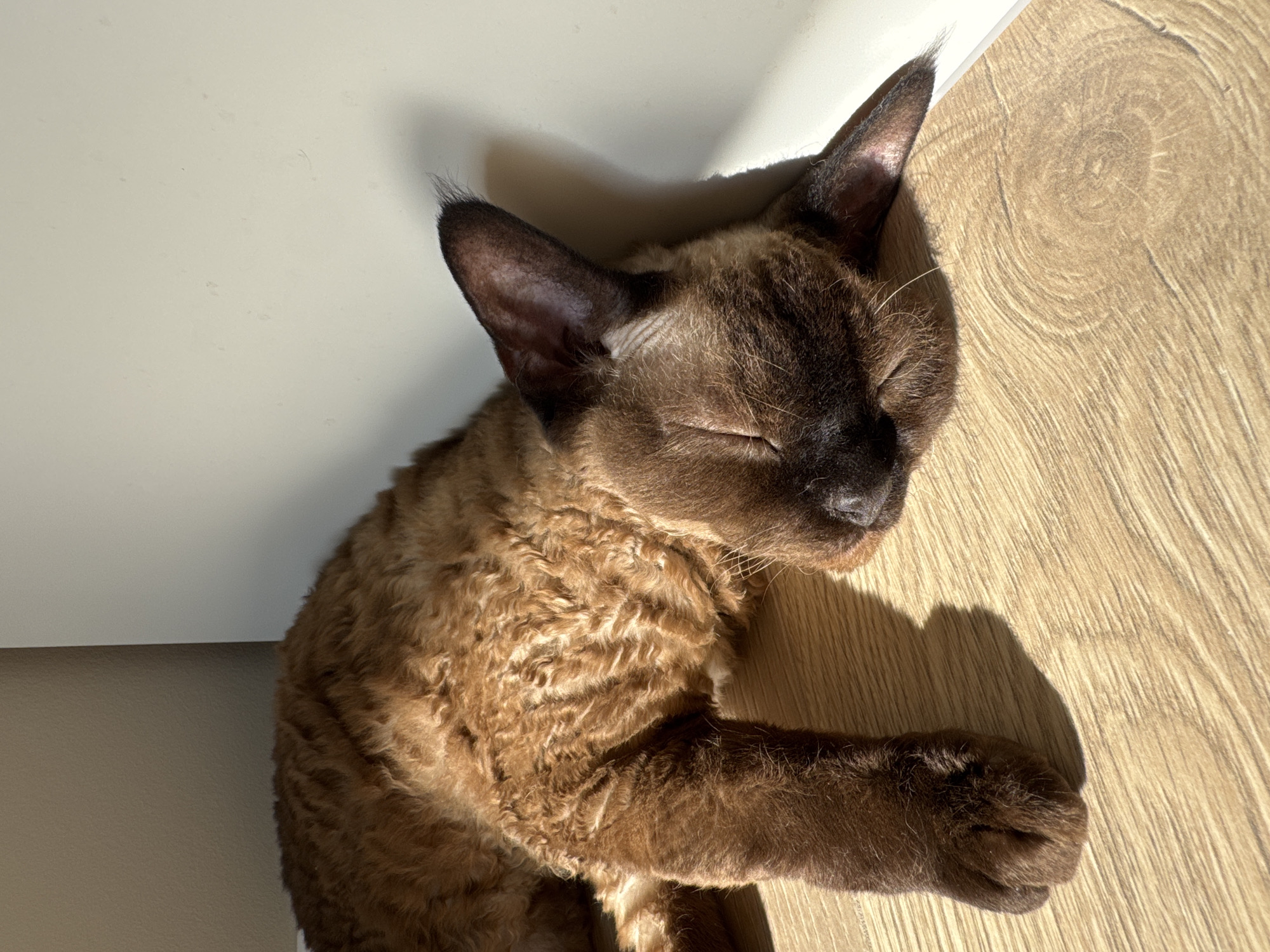 Lazy Sunday morning at home in Carnikava: cat naps, mirror selfies
