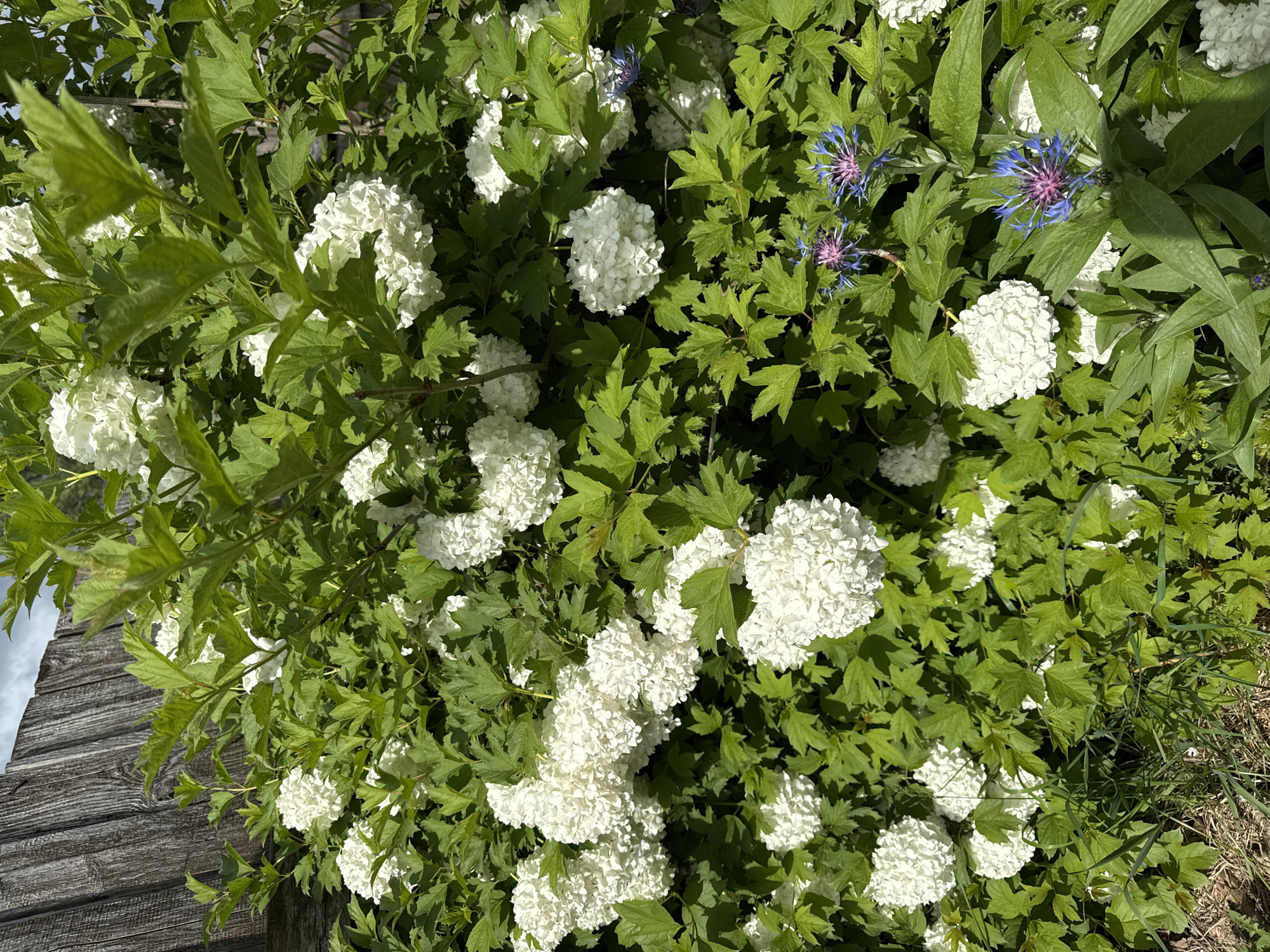 Spring flowers bloom in Russian village garden