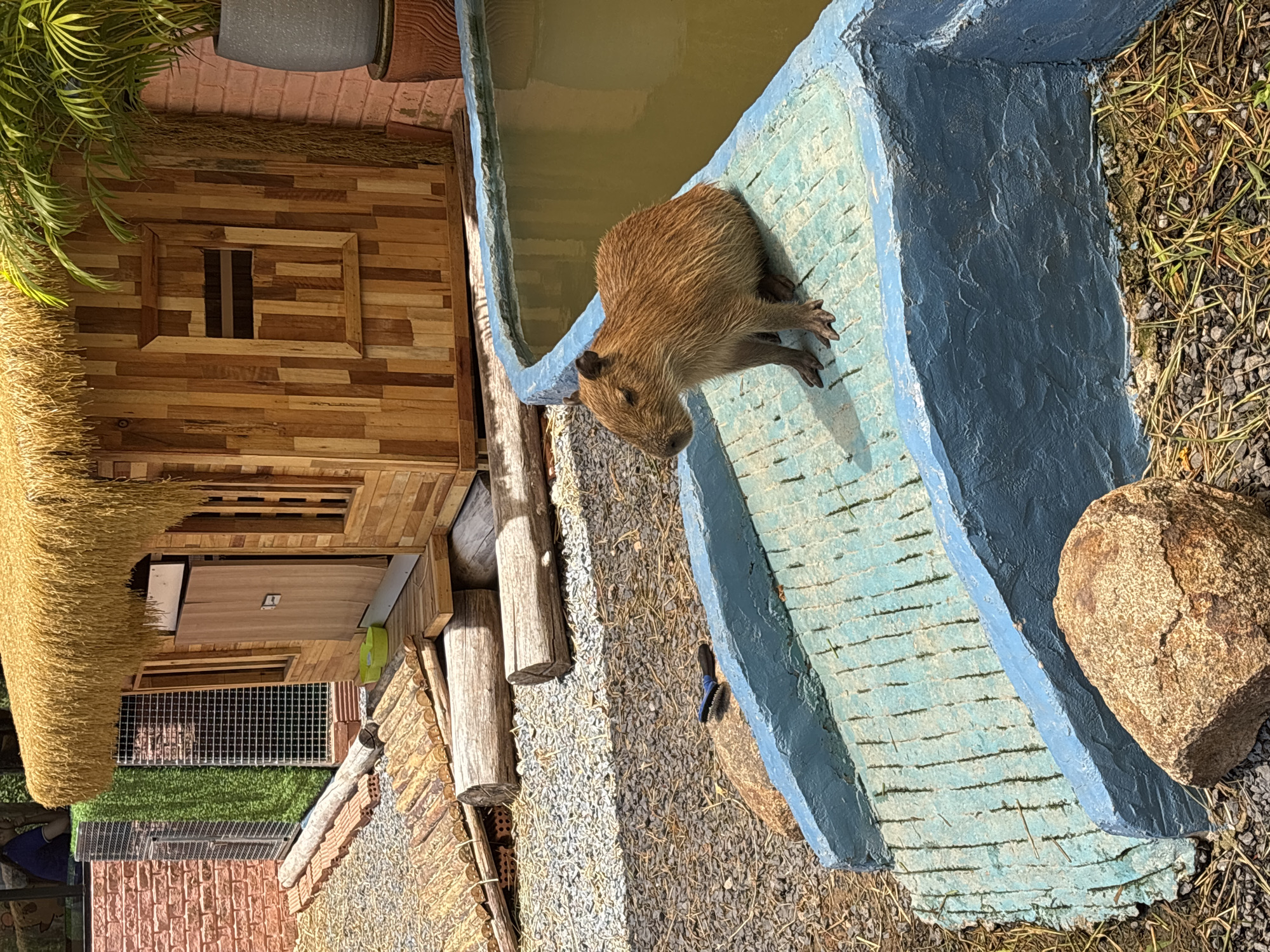 Capybaras spotted at tourist facility in Choeng Thale, Thailand