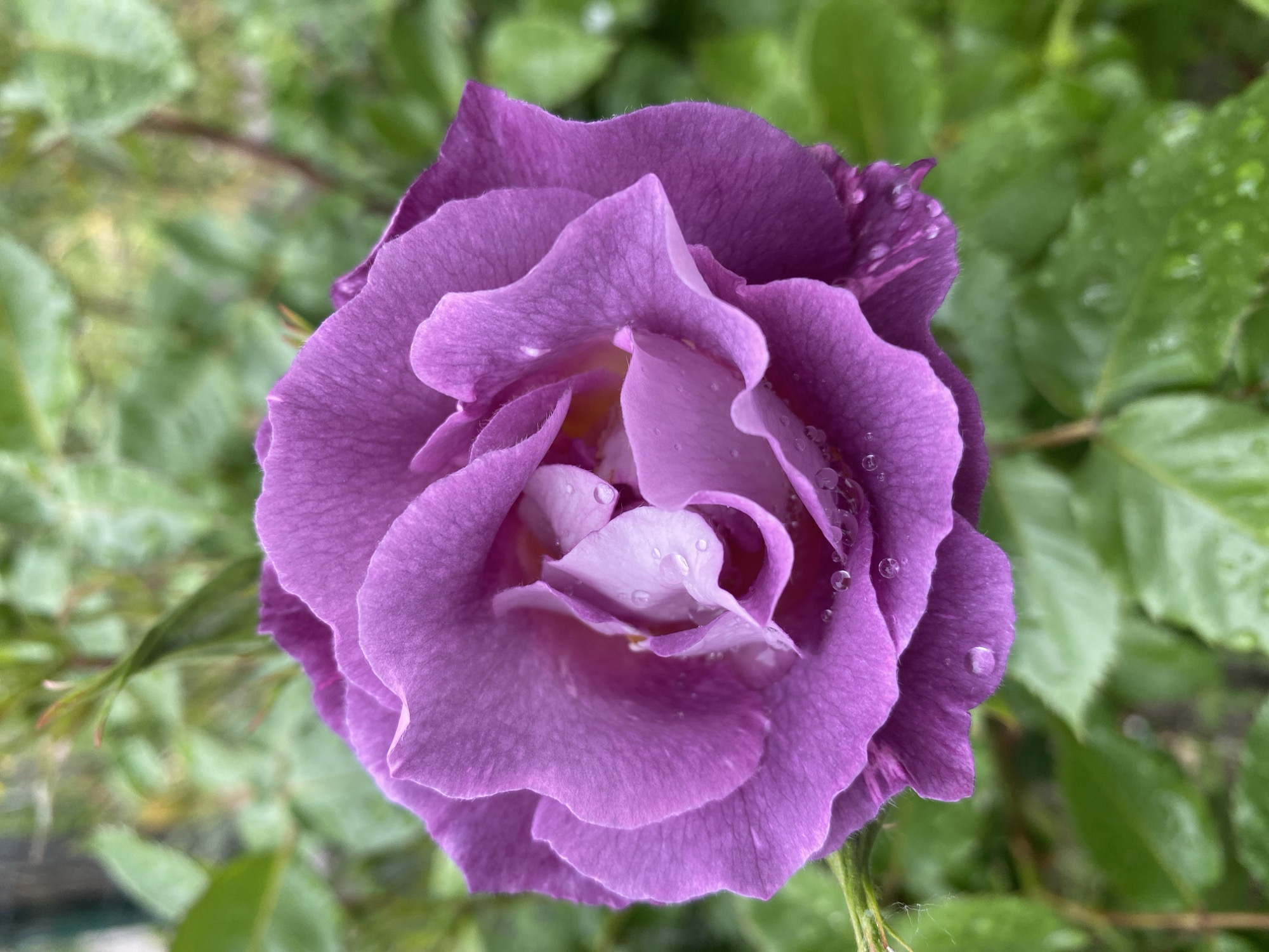 Morning garden blooms documented across Dnipro after recent rainfall