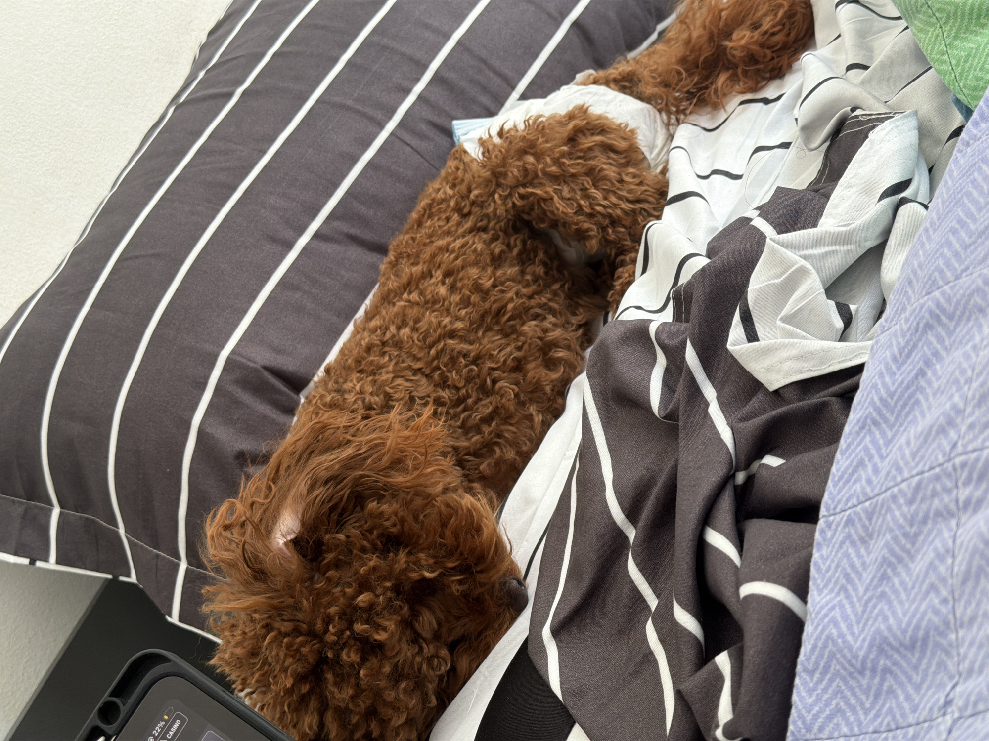 Curly-haired dog sleeps peacefully in Sofia attic bedroom