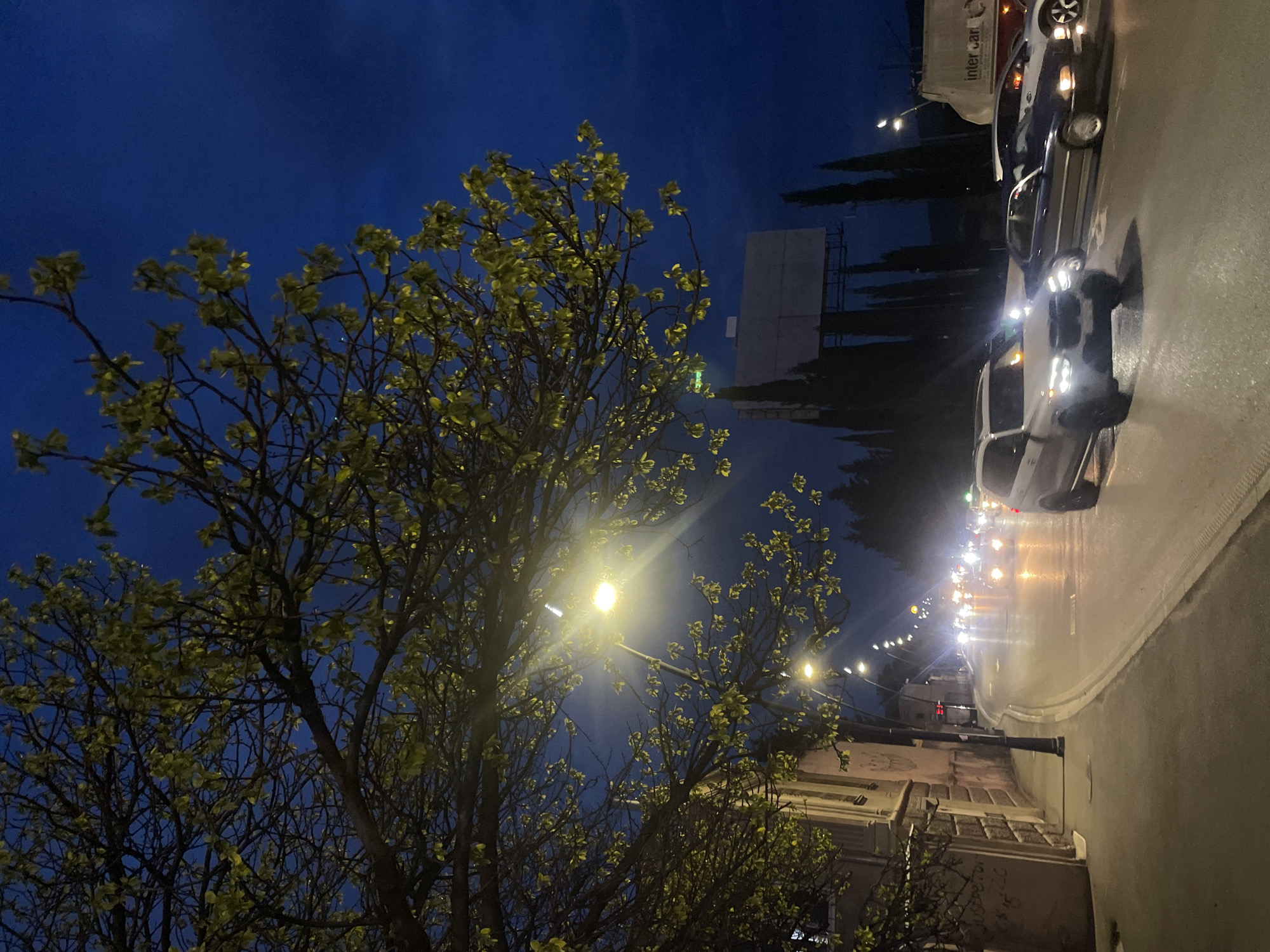 Cat spotted on Tbilisi street during evening hours