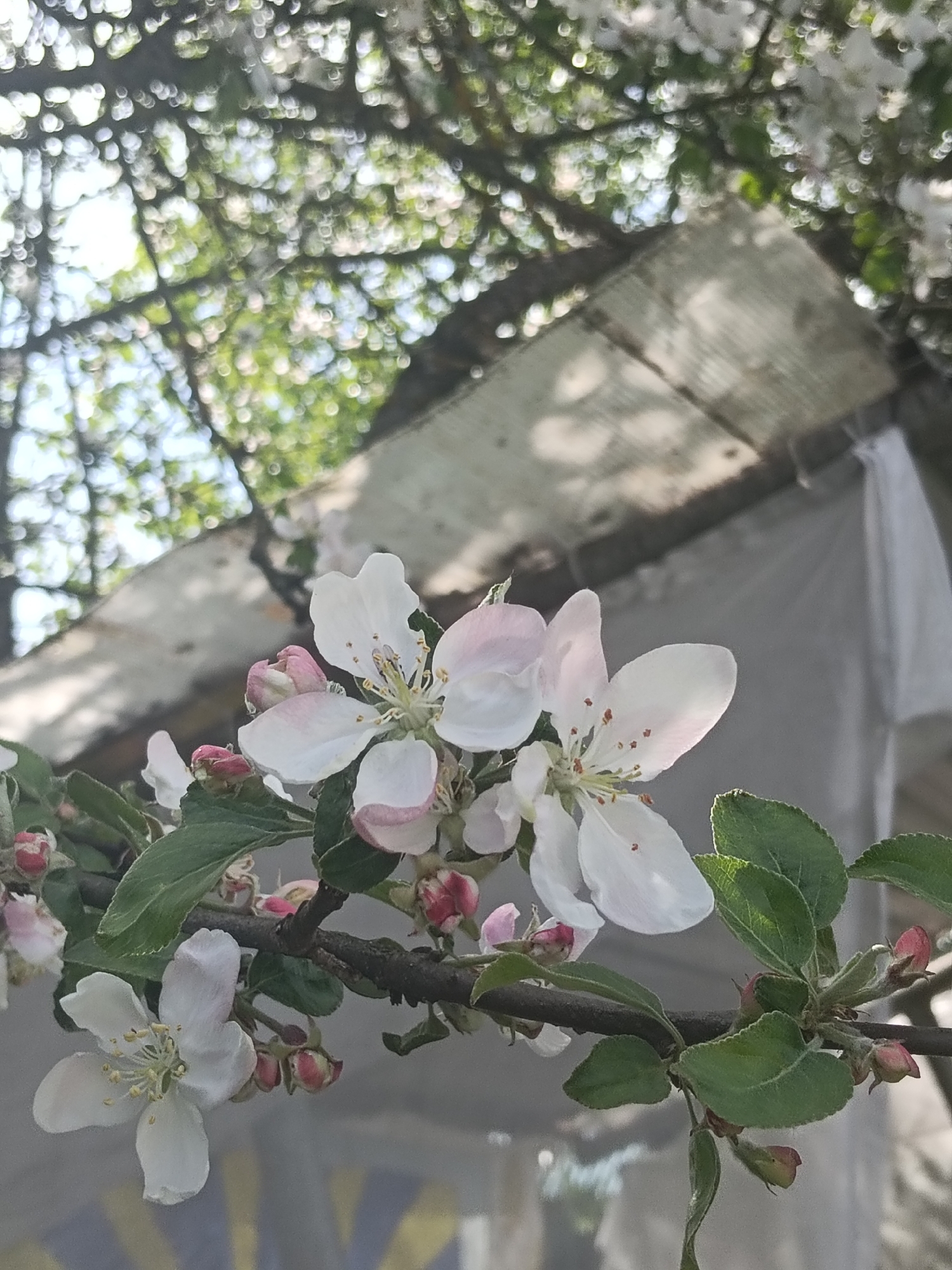 Spring blooms and rural life documented in Красный Маяк