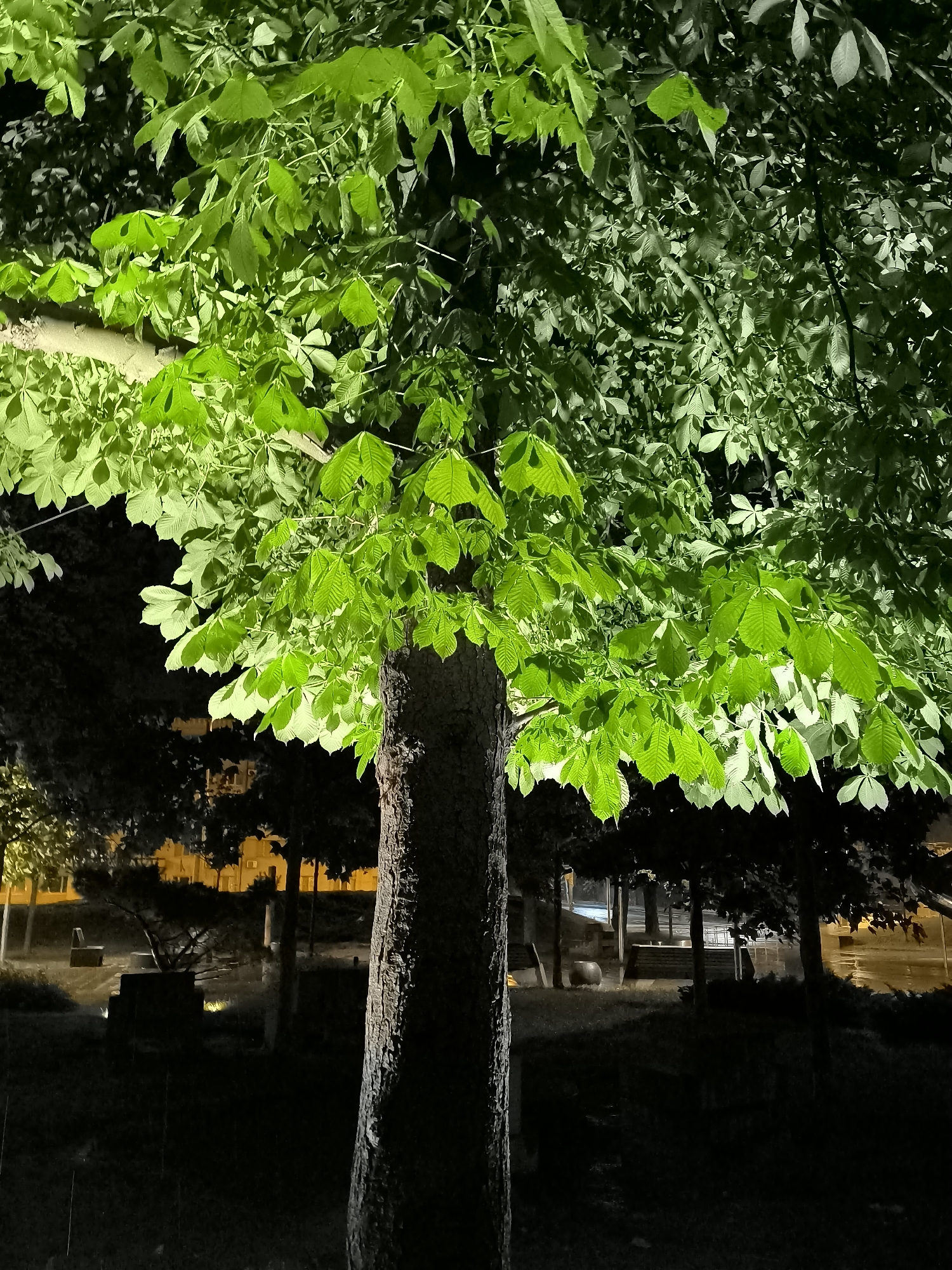 Rainy evening in a Dnipro park, nature and street details
