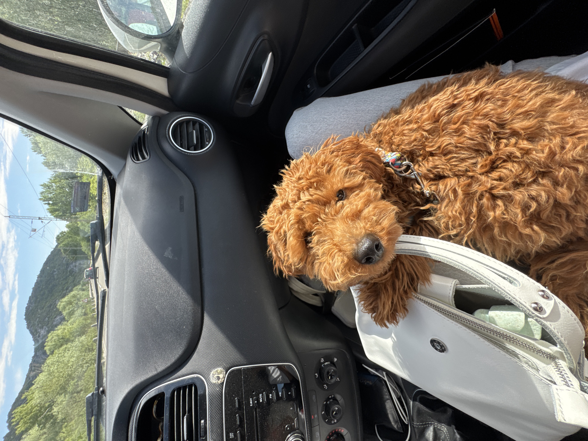 Dog rests on handbag in car passenger seat, Virpazar