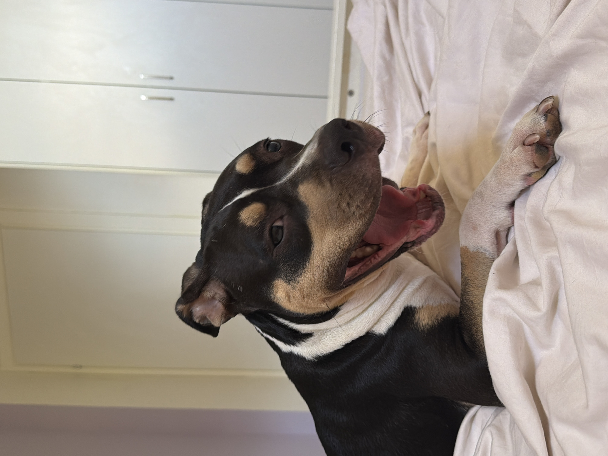 Dog caught mid-yawn on a white bed in Tel Aviv