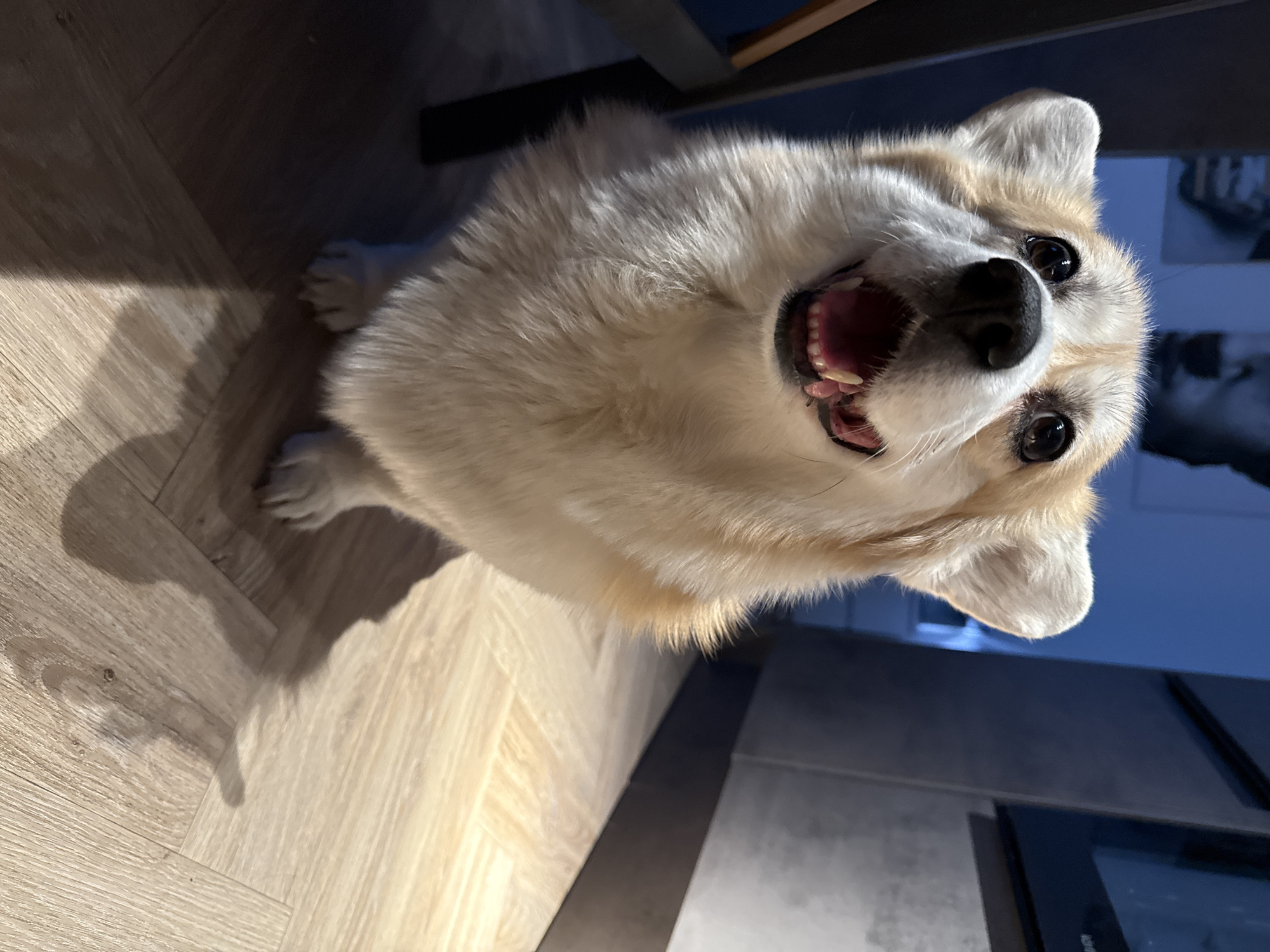 Corgi photographed in kitchen poses in Krasnoyarsk home