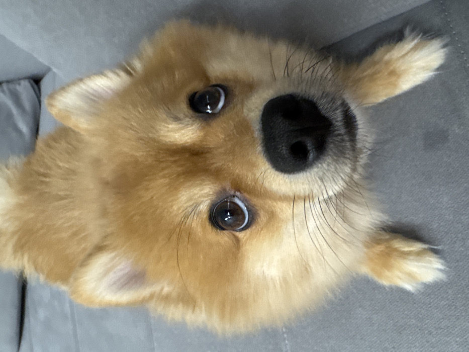 Sofia resident documents afternoon with Pomeranian dog in 30 photos
