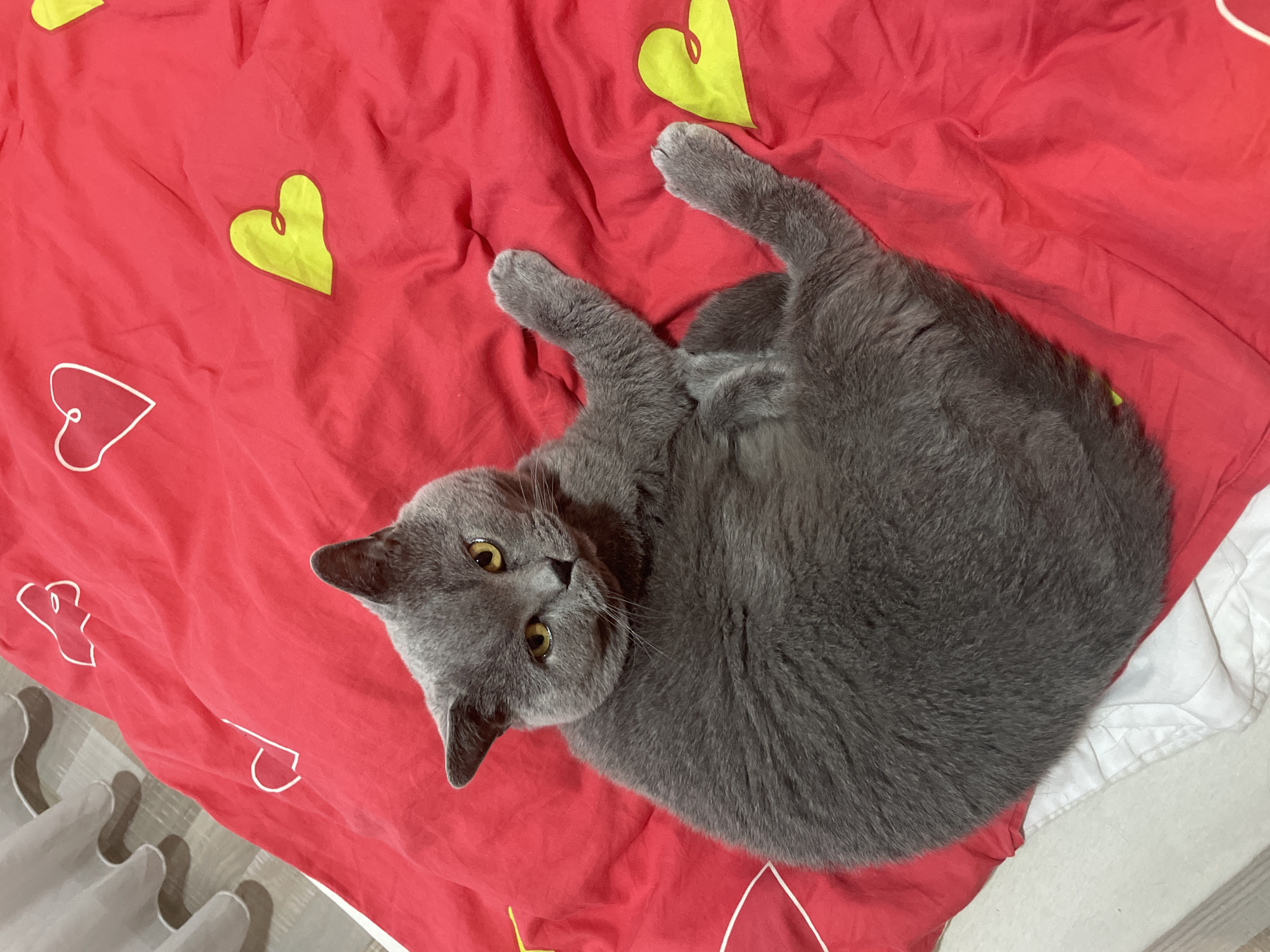 Gray cat rests on heart-patterned bedspread in Varna