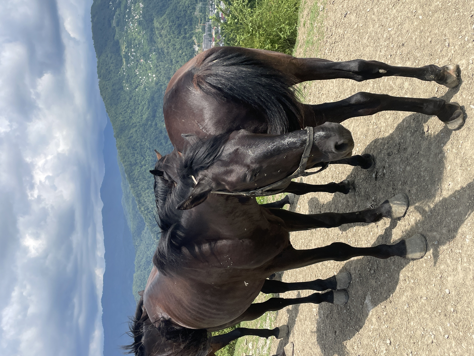 Horses on a hillside above Sochi, summer morning