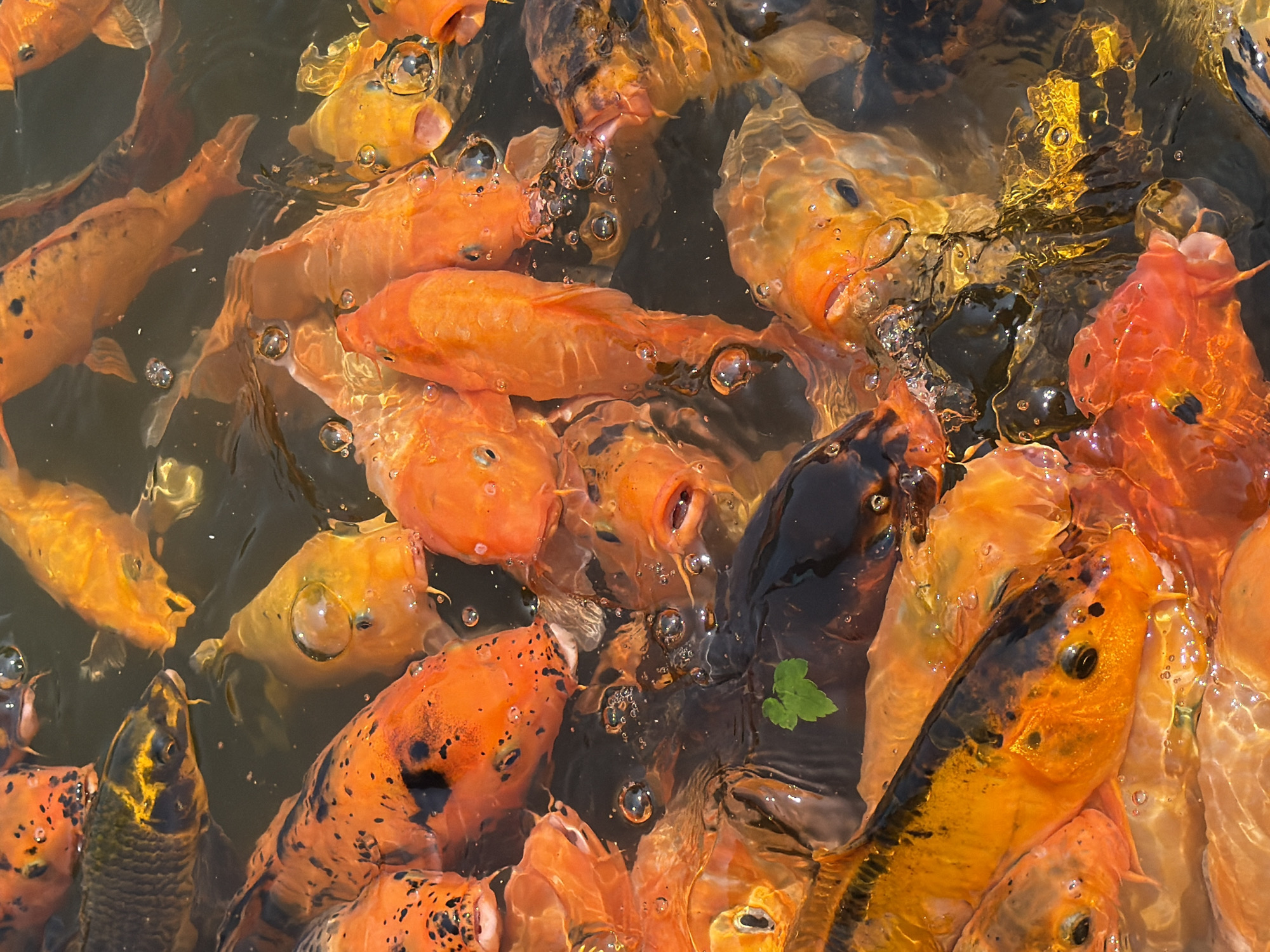 Koi and ducklings share a Krasnoyarsk park pond