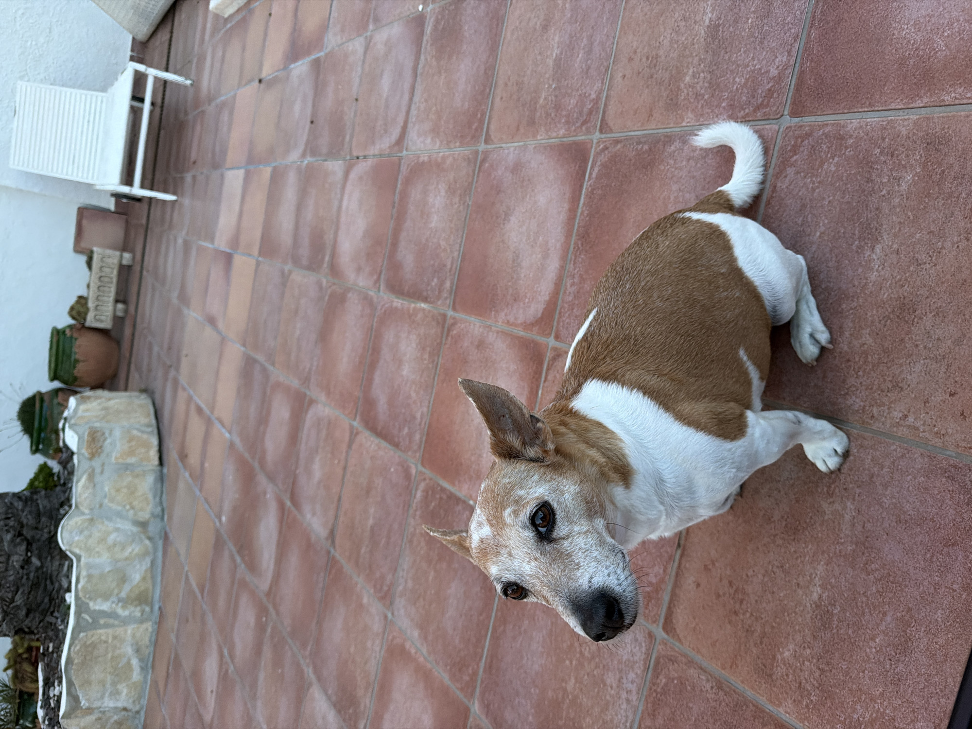 Jack Russell Terrier rests on tiles in Mont-roig del Camp